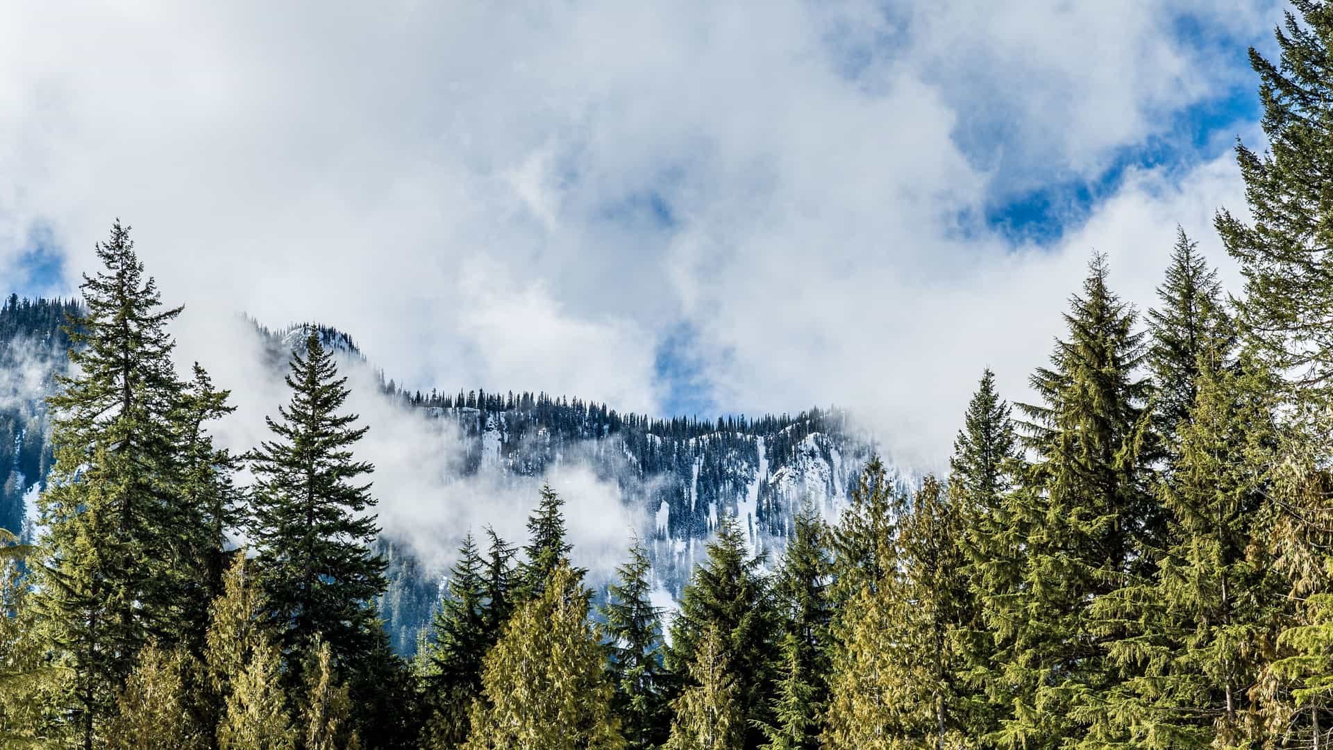 A dramatic landscape of the Smoking Hills in the Yukon Territory, with a forest of tall pine trees in the foreground and a mountain ridge shrouded in fog and mist in the background.