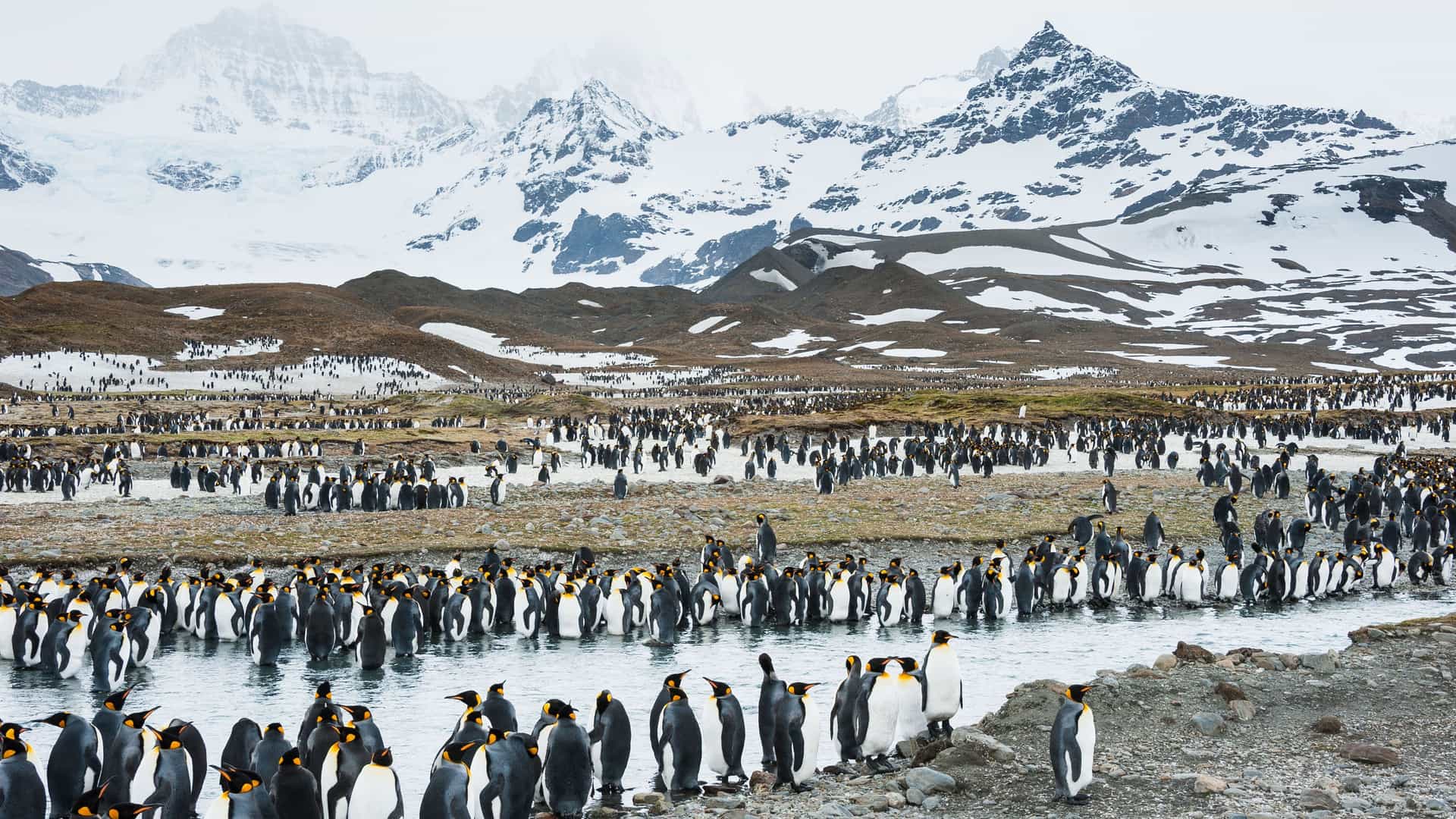 A huge colony of black and white king penguins gathered on a gravel beach, with a snow-covered mountain range and a wide stream in the background in South Georgia.