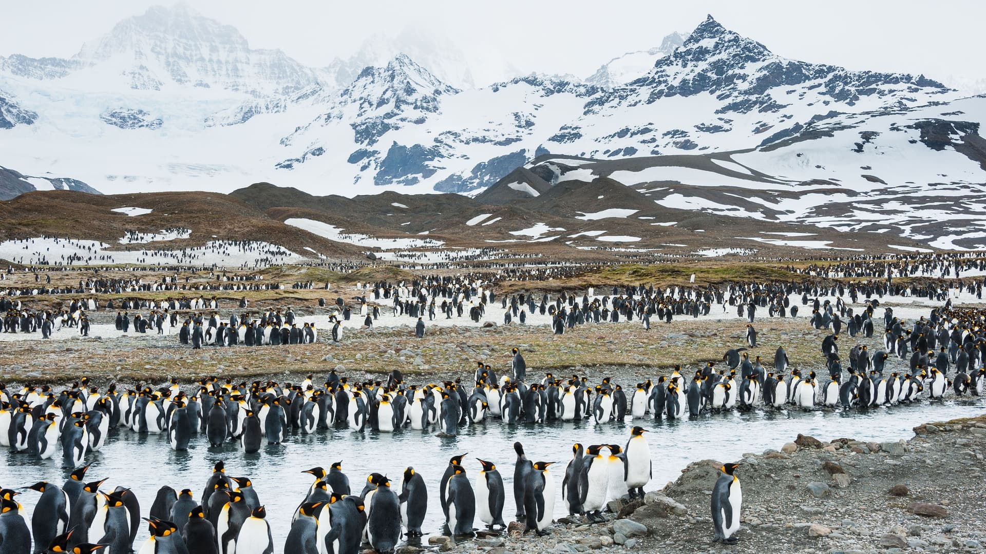 A huge colony of black and white king penguins gathered on a gravel beach, with a snow-covered mountain range and a wide stream in the background in South Georgia.