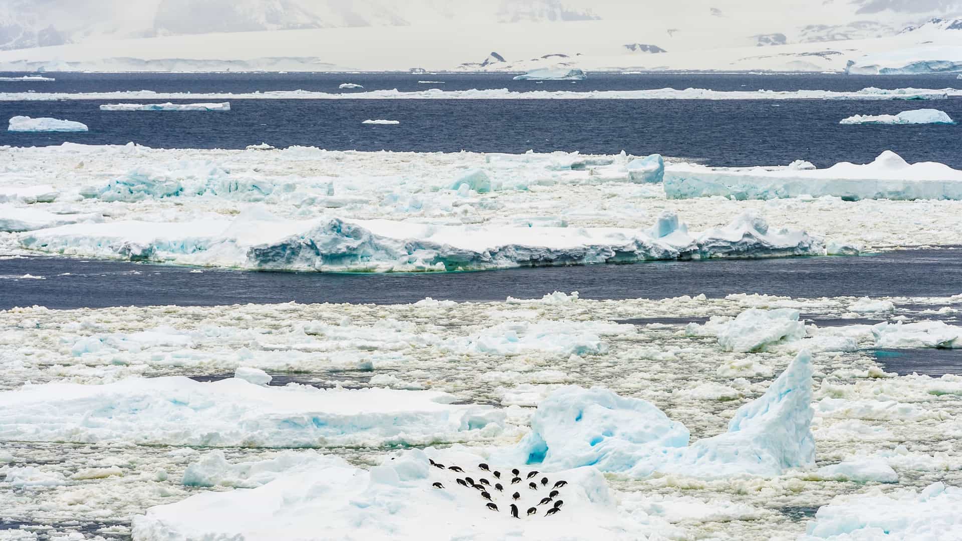 A colony of penguins huddles on a small ice floe surrounded by churning sea ice and dark blue water in Antarctica.