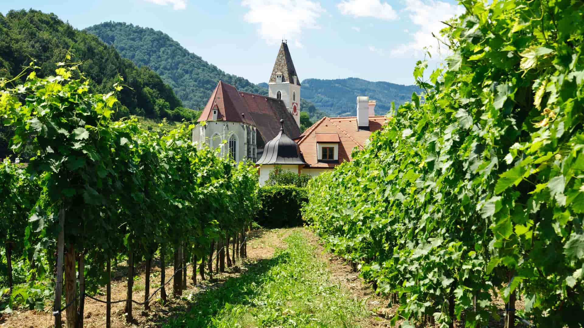 A lush green vineyard with rows of grapevines leading towards a traditional white church with a tall steeple and a red roof in Spitz, Austria.
