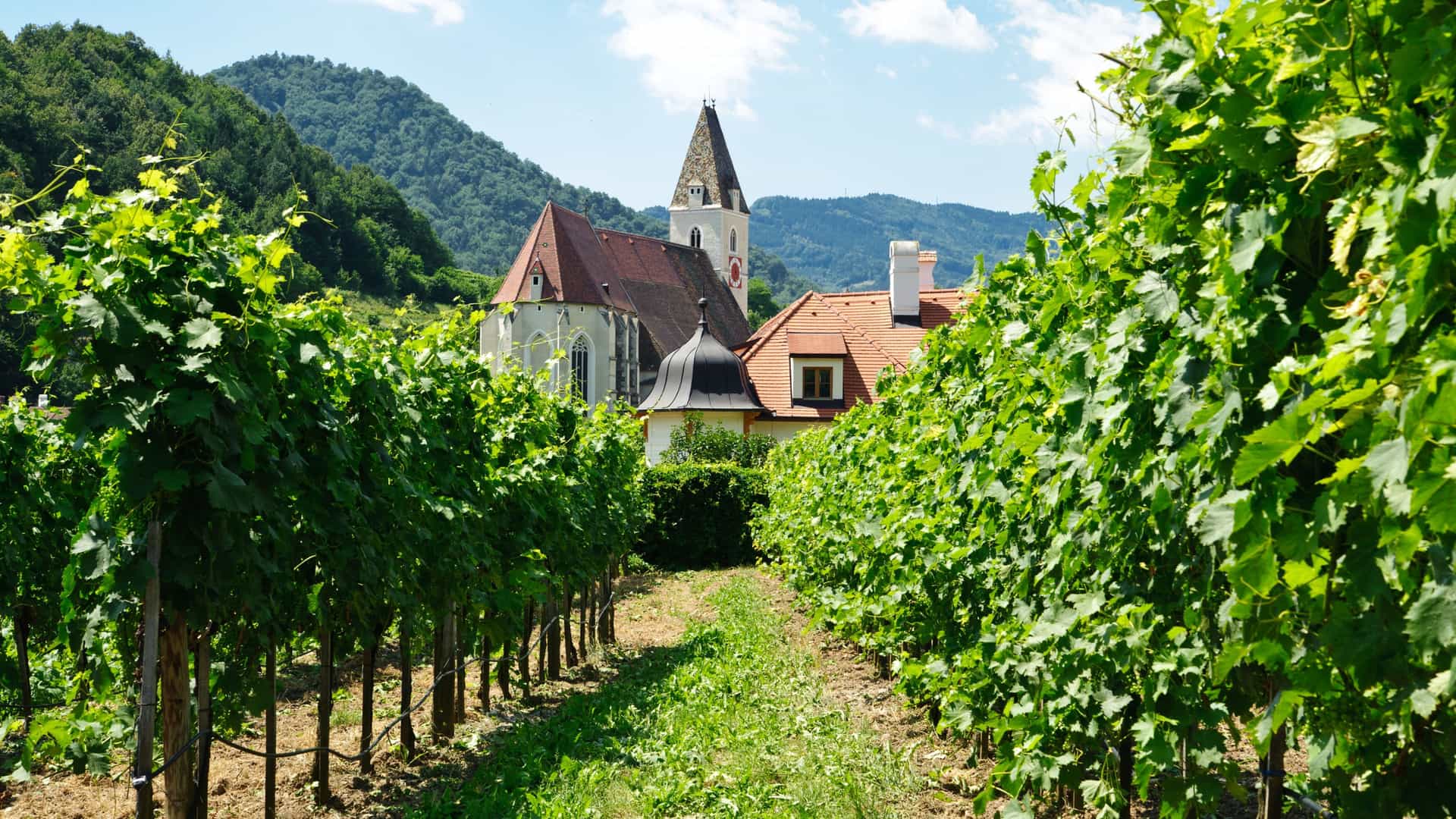 A lush green vineyard with rows of grapevines leading towards a traditional white church with a tall steeple and a red roof in Spitz, Austria.