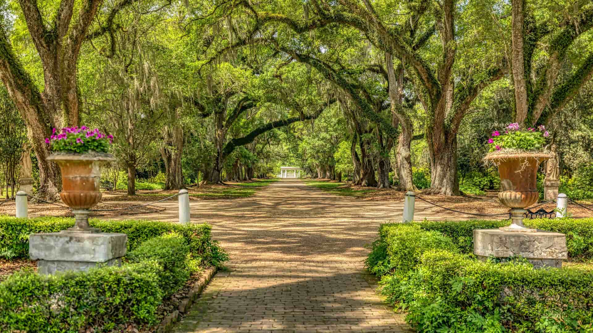A picturesque view of a long, brick pathway lined with massive oak trees covered in Spanish moss, leading to a historic home in St. Francisville, Louisiana.