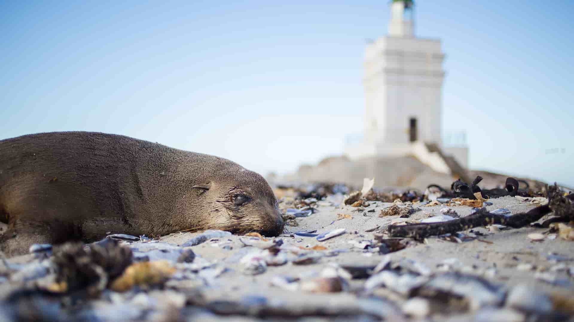A low-angle, close-up view of a sleeping fur seal on a sandy beach, with a blurred-out white lighthouse in the background, in St. Helena, Jamestown, Africa.
