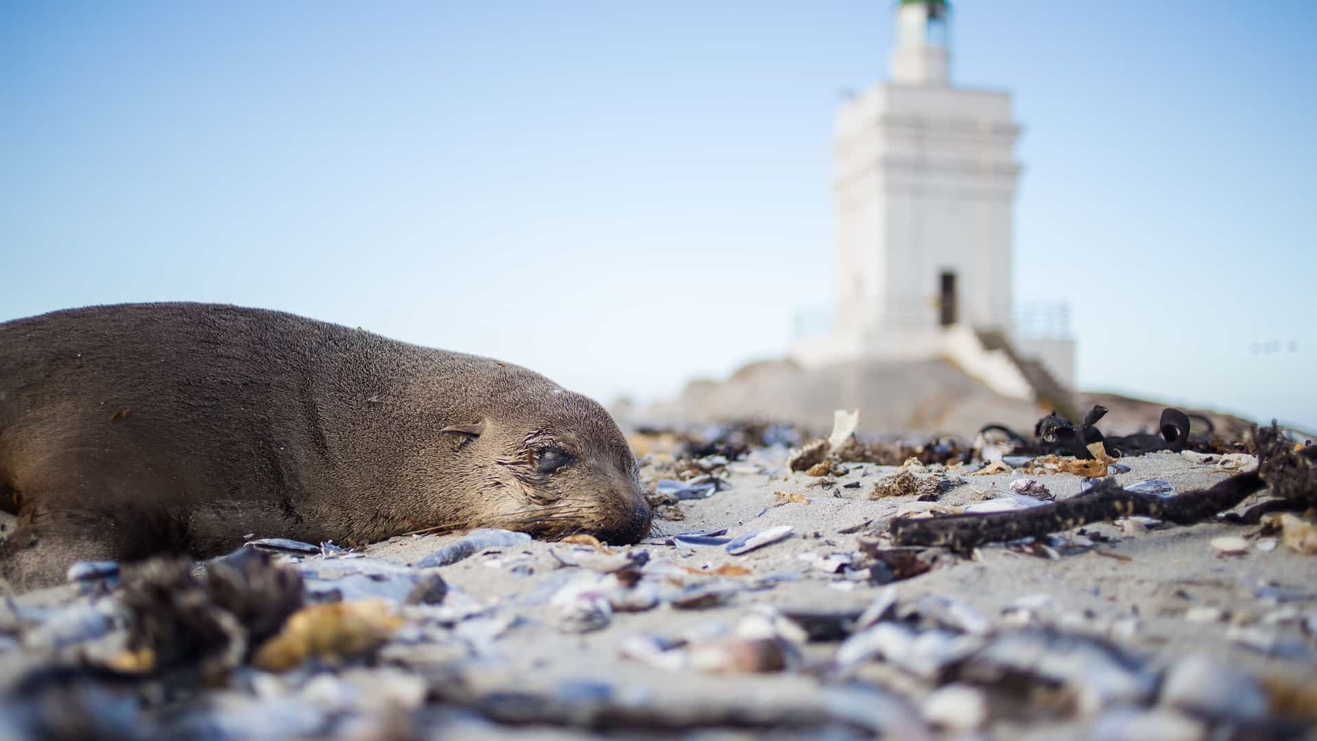 A low-angle, close-up view of a sleeping fur seal on a sandy beach, with a blurred-out white lighthouse in the background, in St. Helena, Jamestown, Africa.