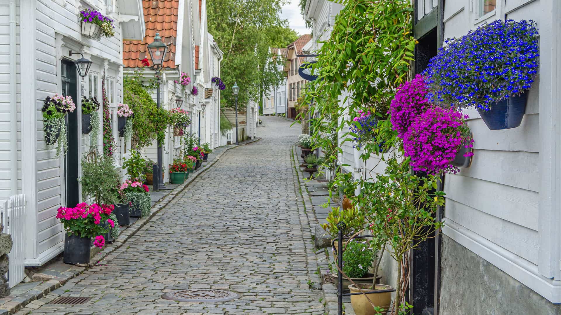 A scenic view of a narrow, cobblestone street in Stavanger, Norway, lined with historic white wooden houses and colorful potted flowers on both sides.