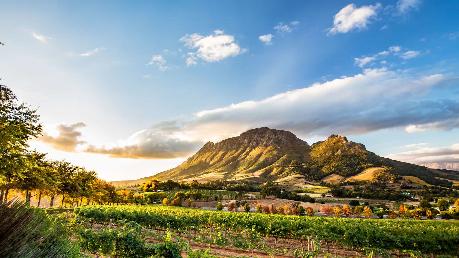 "A scenic view of lush green vineyards with rows of grapevines, overlooking the dramatic mountains of the Stellenbosch winelands in South Africa at sunset. "