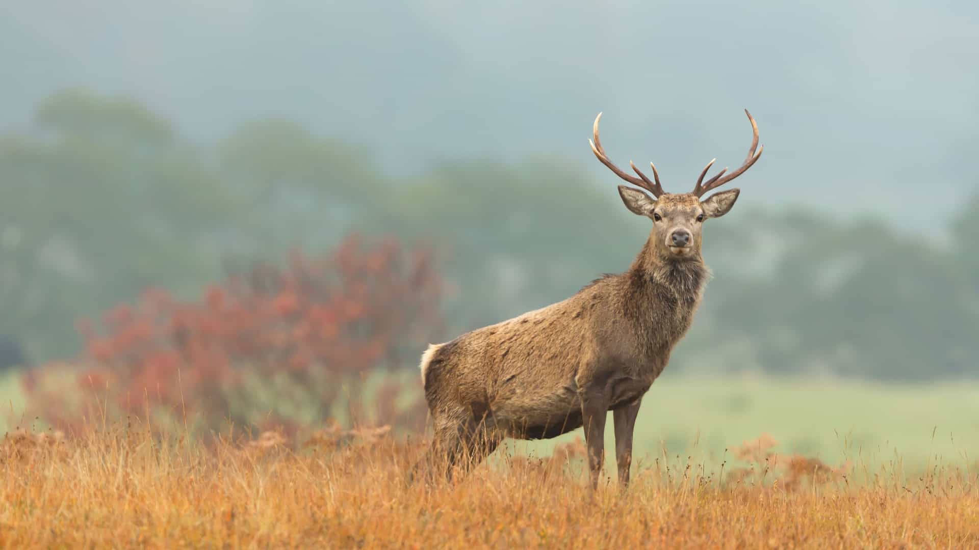 "A majestic male Red Deer stag with large antlers, standing tall in a field of golden grass with a misty backdrop in the Scottish Highlands near Strathpeffer. "