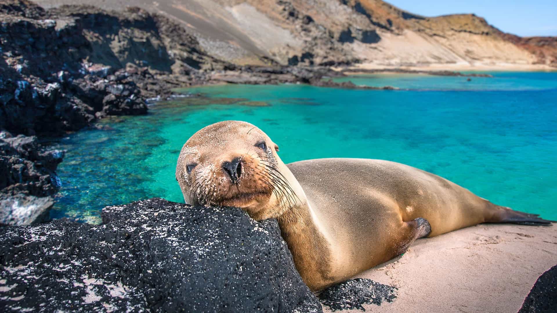 A relaxed Galapagos sea lion basking on a volcanic rock and sandy beach at Sullivan Bay, with stunning turquoise water and rocky volcanic hills in the background.