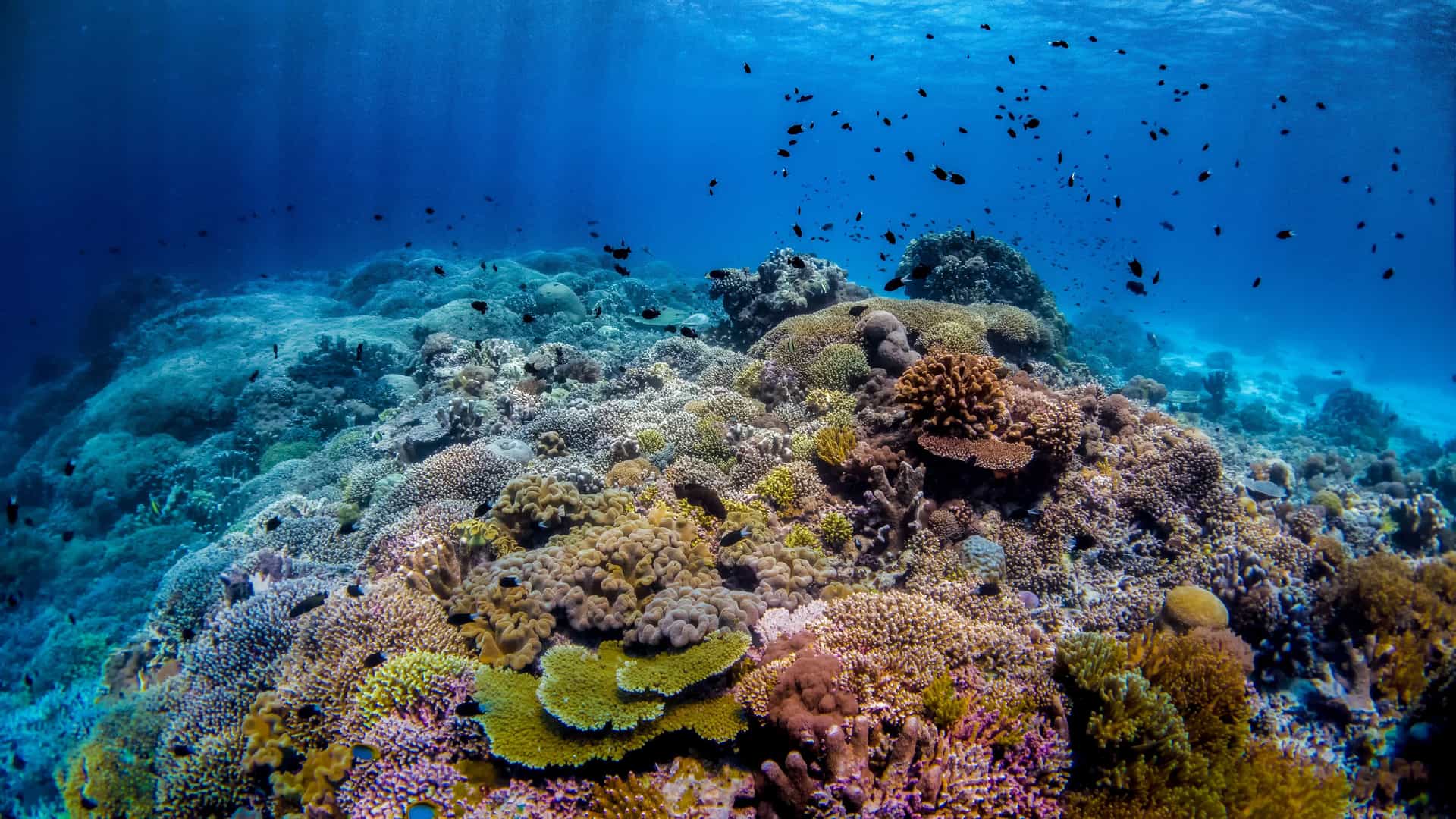 "A vibrant, colorful coral reef teeming with diverse marine life, including schools of small fish, in the clear blue waters of the Sulu Sea in the Philippines. "