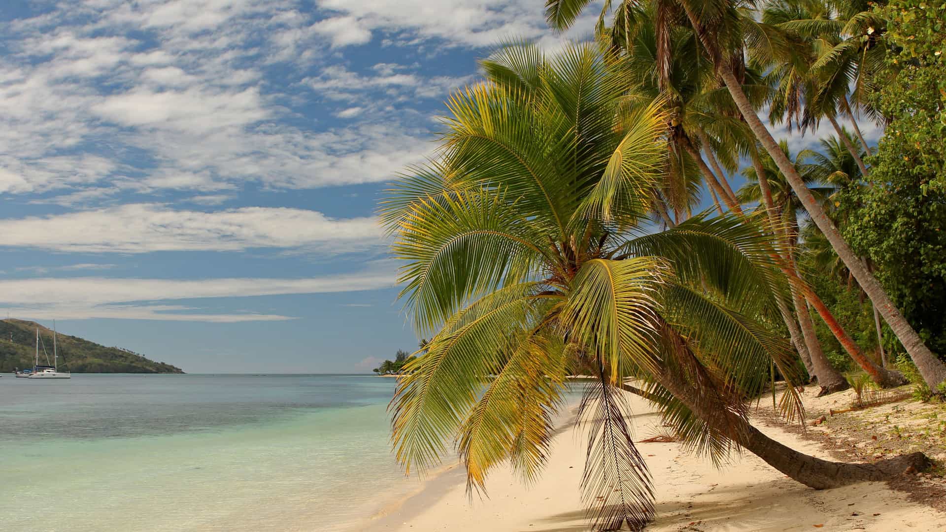 A stunning tropical beach near Suva, Fiji, with a bright white sand beach, clear turquoise water, and a line of palm trees curving over the shore.