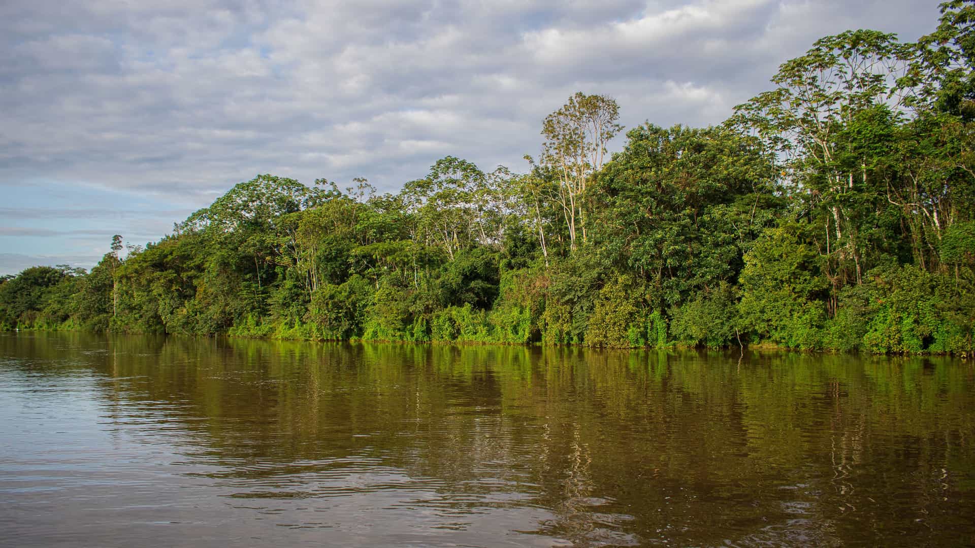 A view of the tranquil, murky waters of the Tahuayo River in the Amazon Rainforest, with a lush green jungle and trees lining the riverbanks. The sky is cloudy but bright.