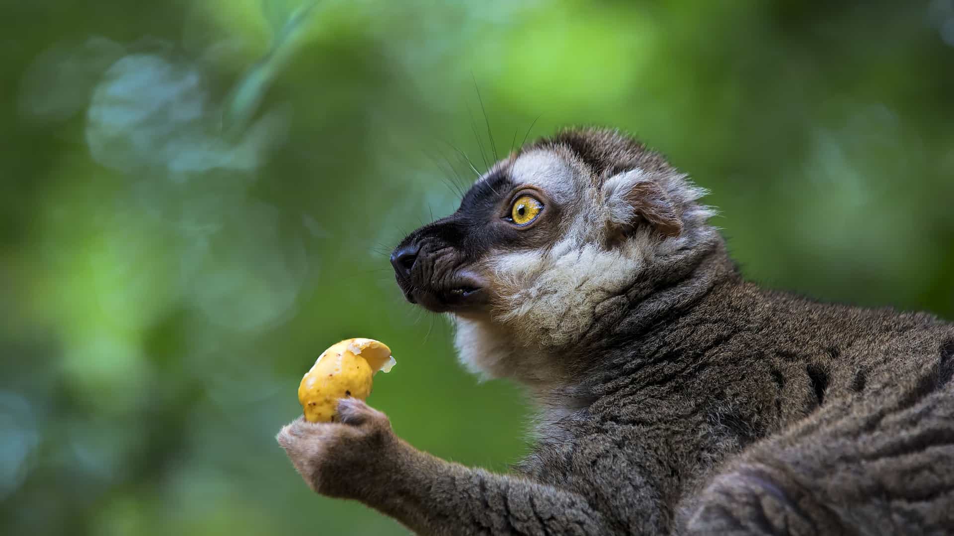 A cute crowned lemur from Taolanaro, Madagascar, holding a piece of fruit and looking to the side with its big yellow eyes.