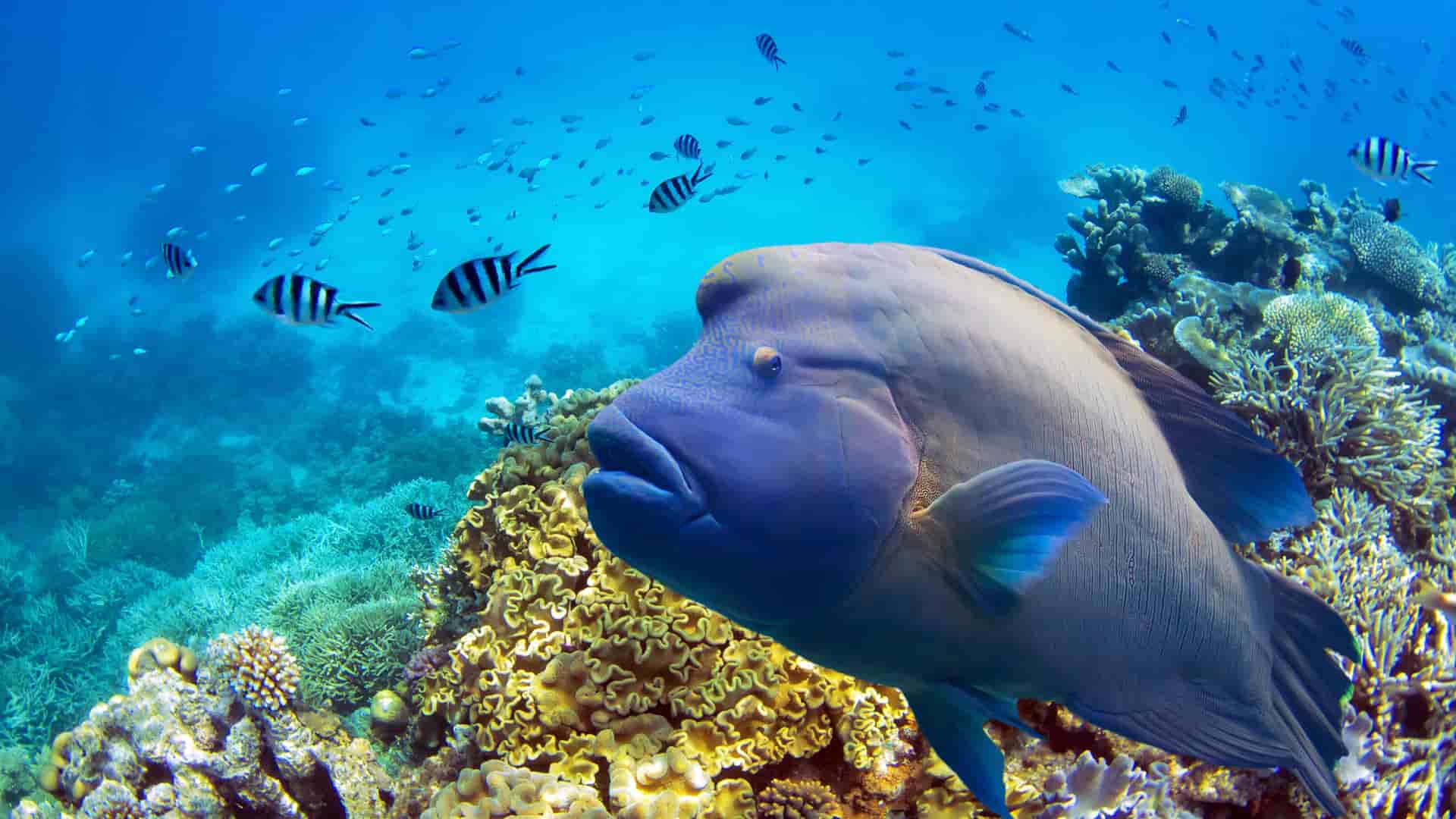 An underwater view of a large blue fish swimming near vibrant coral reefs, surrounded by small striped fish near Thursday Island, Australia.