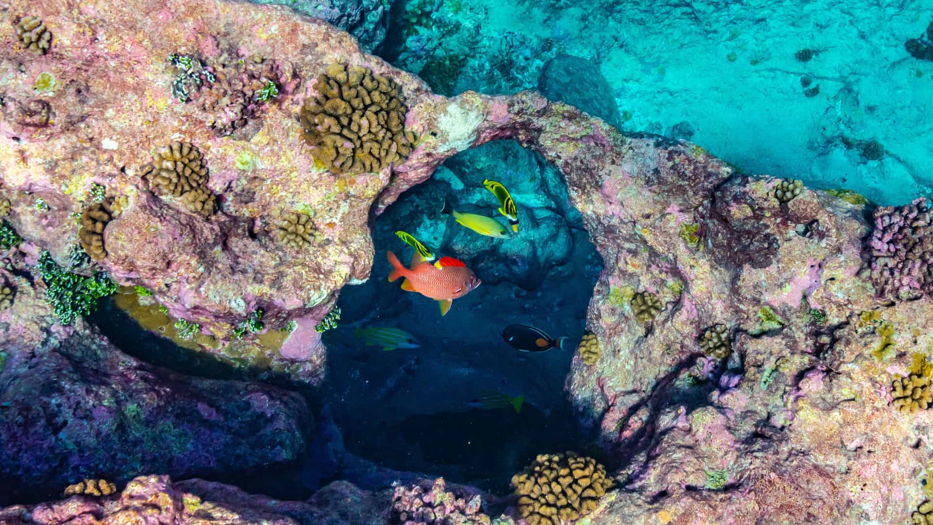 A colorful underwater shot of vibrant fish swimming in a coral reef cave in the pristine waters of the Tikehau Atoll in French Polynesia.