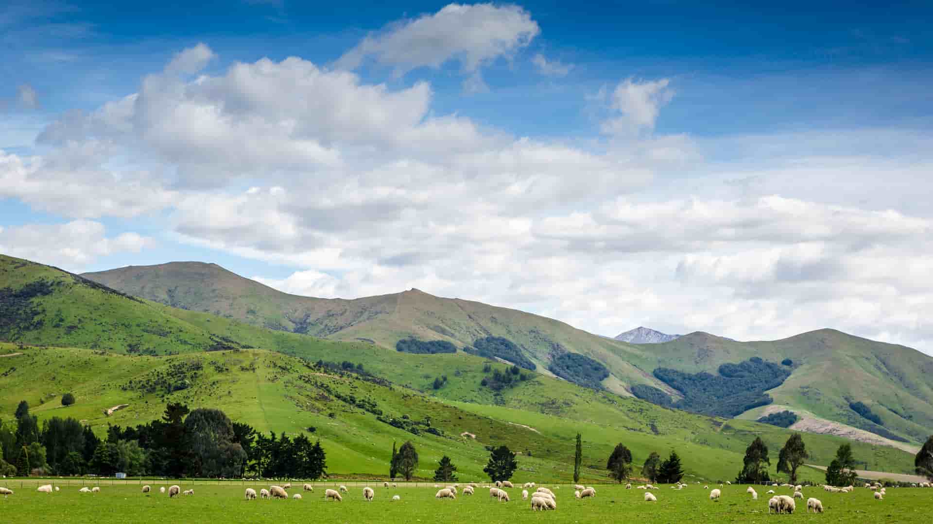 A beautiful green pasture with grazing sheep on a sheep farm in Timaru, New Zealand, with rolling hills and a clear blue sky in the background.