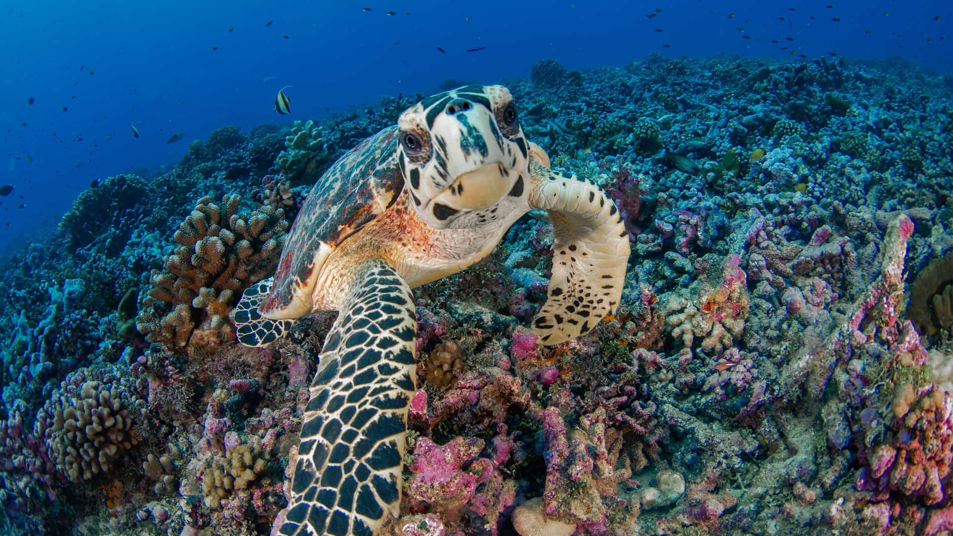 A hawksbill sea turtle swimming over a vibrant coral reef in the crystal-clear waters of the Toau Atoll in French Polynesia.