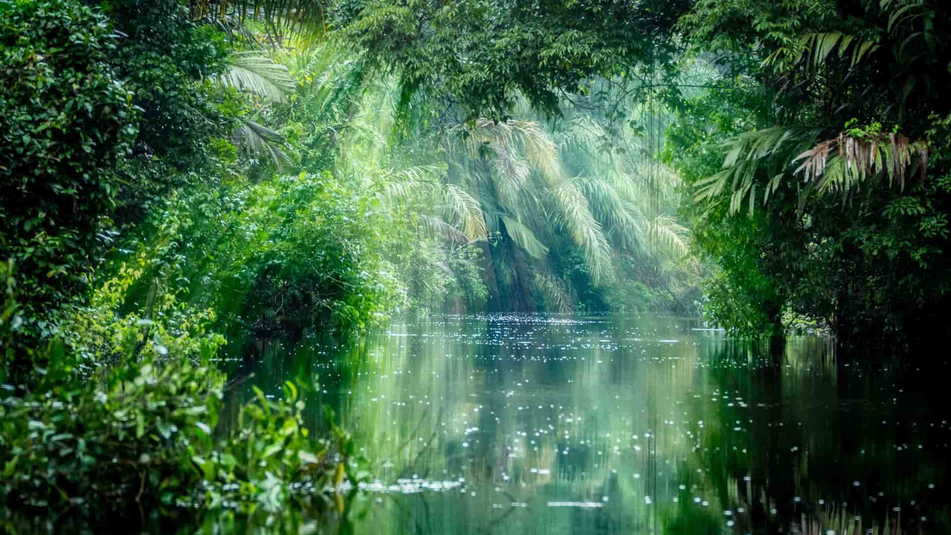 "A misty and serene view of a river in the dense, lush rainforest of Tortuguero National Park in Costa Rica, with sunlight filtering through the vibrant green jungle canopy. "