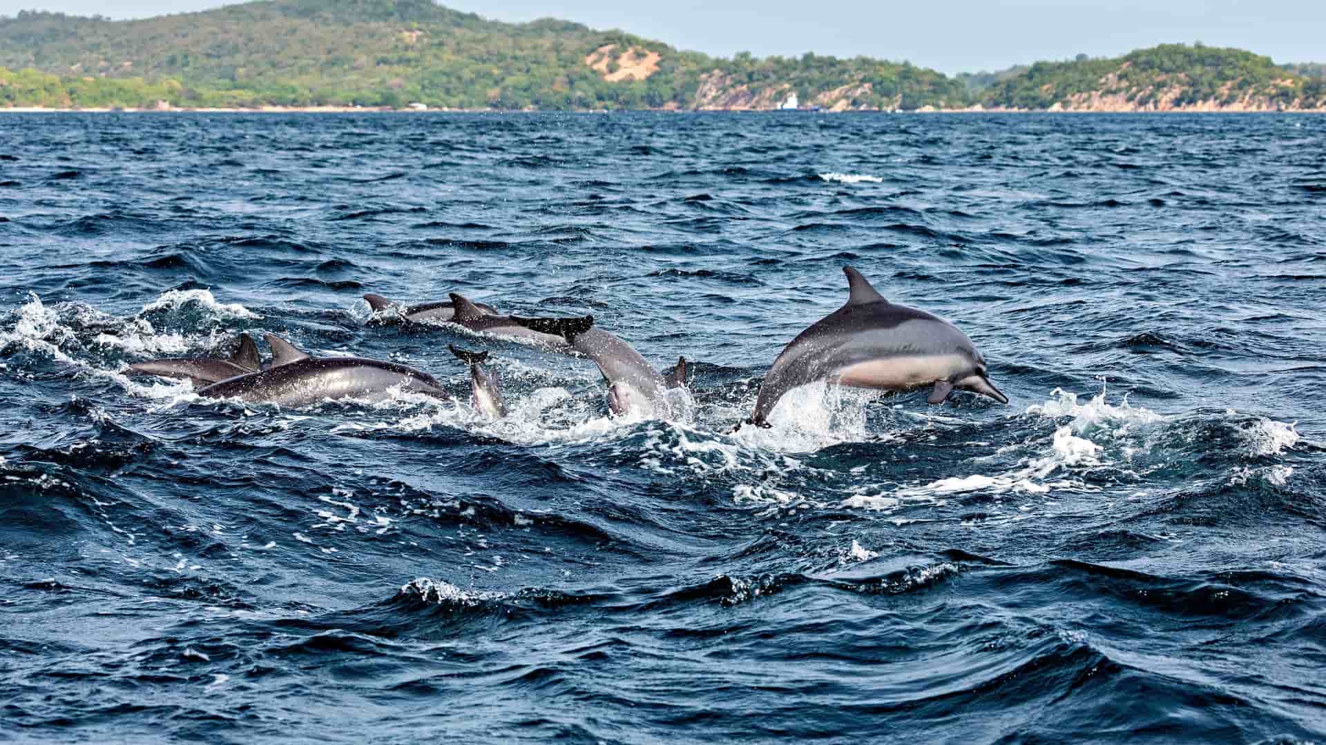 A playful pod of Spinner dolphins in the deep blue waters off the coast of Trincomalee, Sri Lanka, leaping and splashing with forested hills in the background.