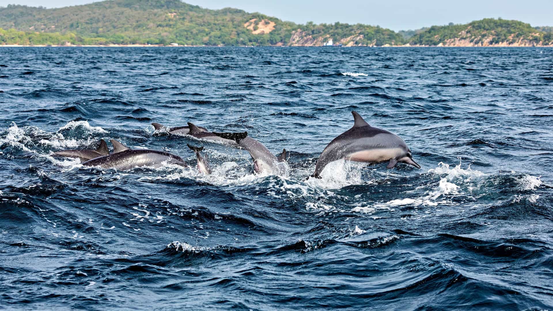 A playful pod of Spinner dolphins in the deep blue waters off the coast of Trincomalee, Sri Lanka, leaping and splashing with forested hills in the background.