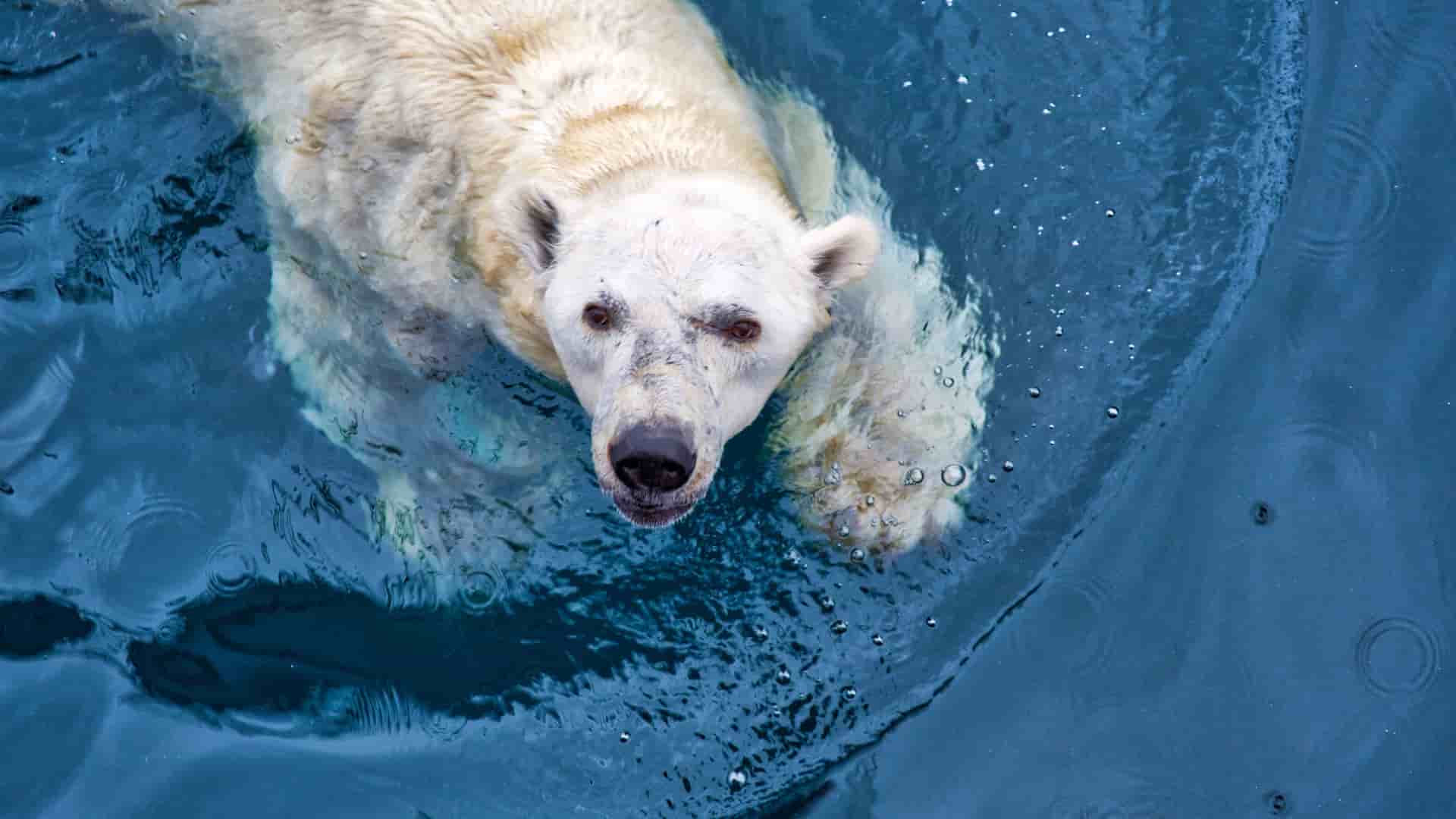 A close-up, high-angle view of a majestic polar bear swimming in the dark blue waters of Umivik Bay, with water droplets visible on its white fur.