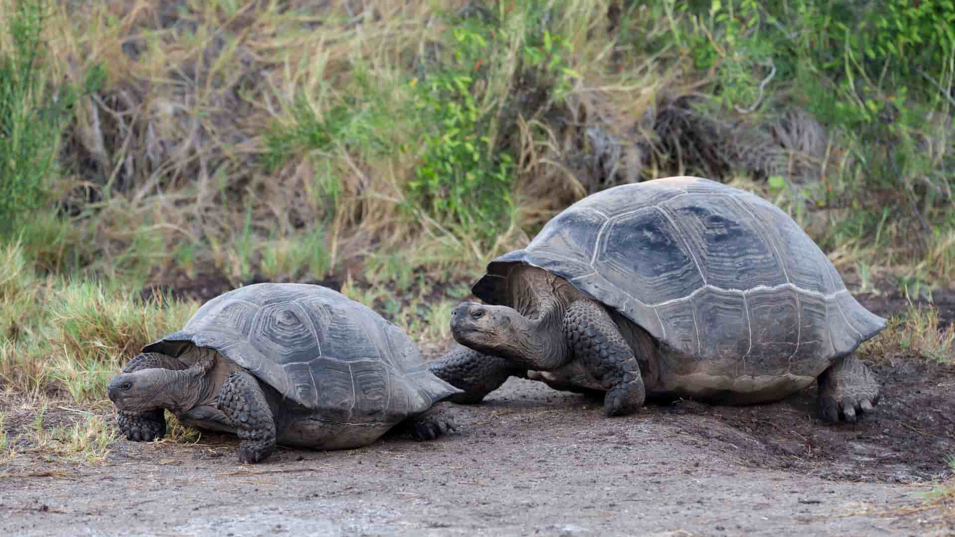 Two Galapagos giant tortoises slowly walking on a dirt path with green vegetation in the background at Urvina Bay on Isla Isabela, Galapagos Islands.