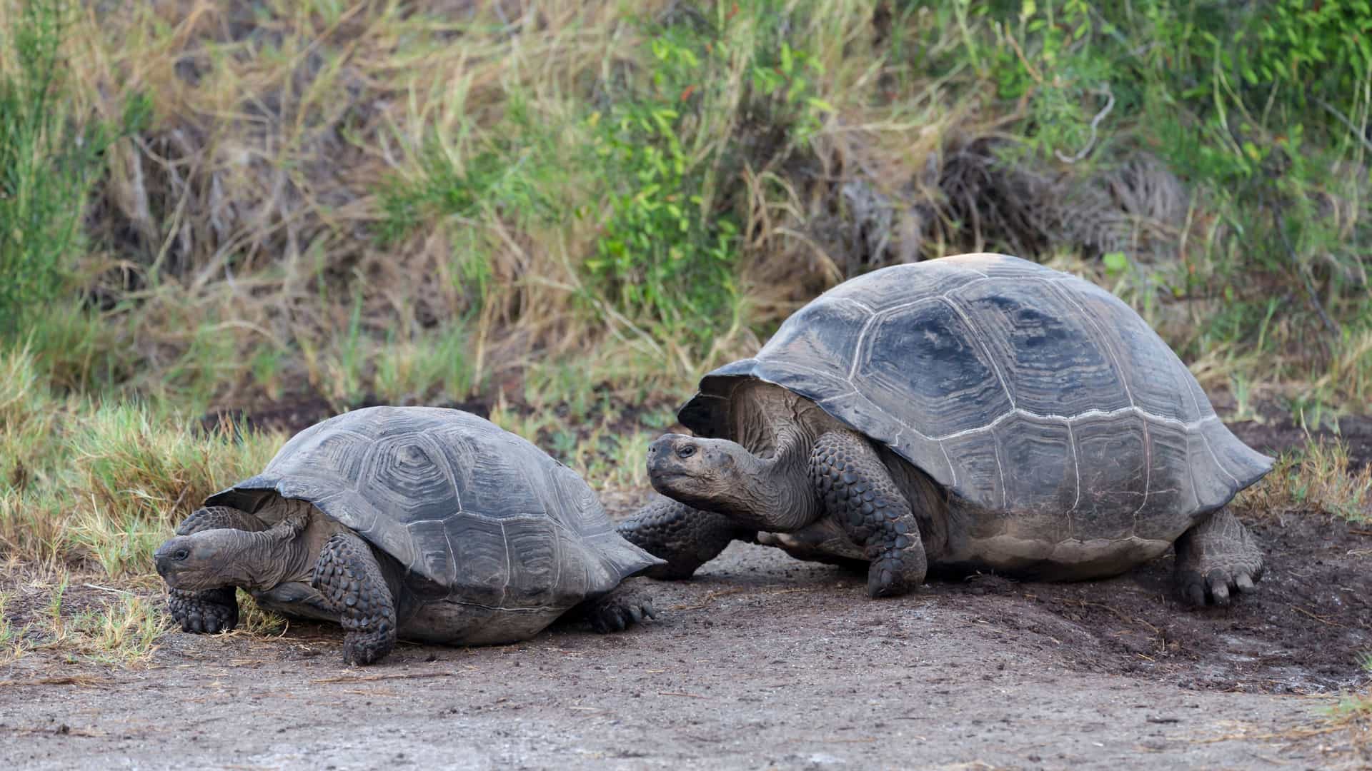 Two Galapagos giant tortoises slowly walking on a dirt path with green vegetation in the background at Urvina Bay on Isla Isabela, Galapagos Islands.
