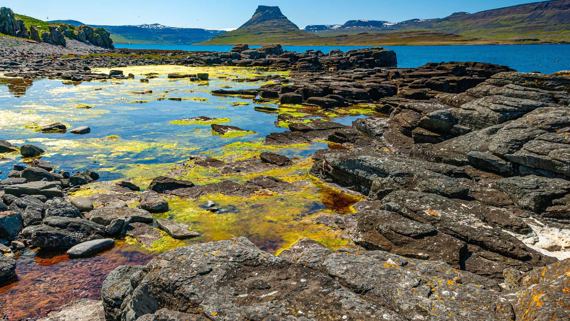A rugged shoreline with dark volcanic rocks and vibrant yellow-green algae in a tidal pool on Vigur Island, Iceland, with a glimpse of the snowy mountains and blue water in the background.