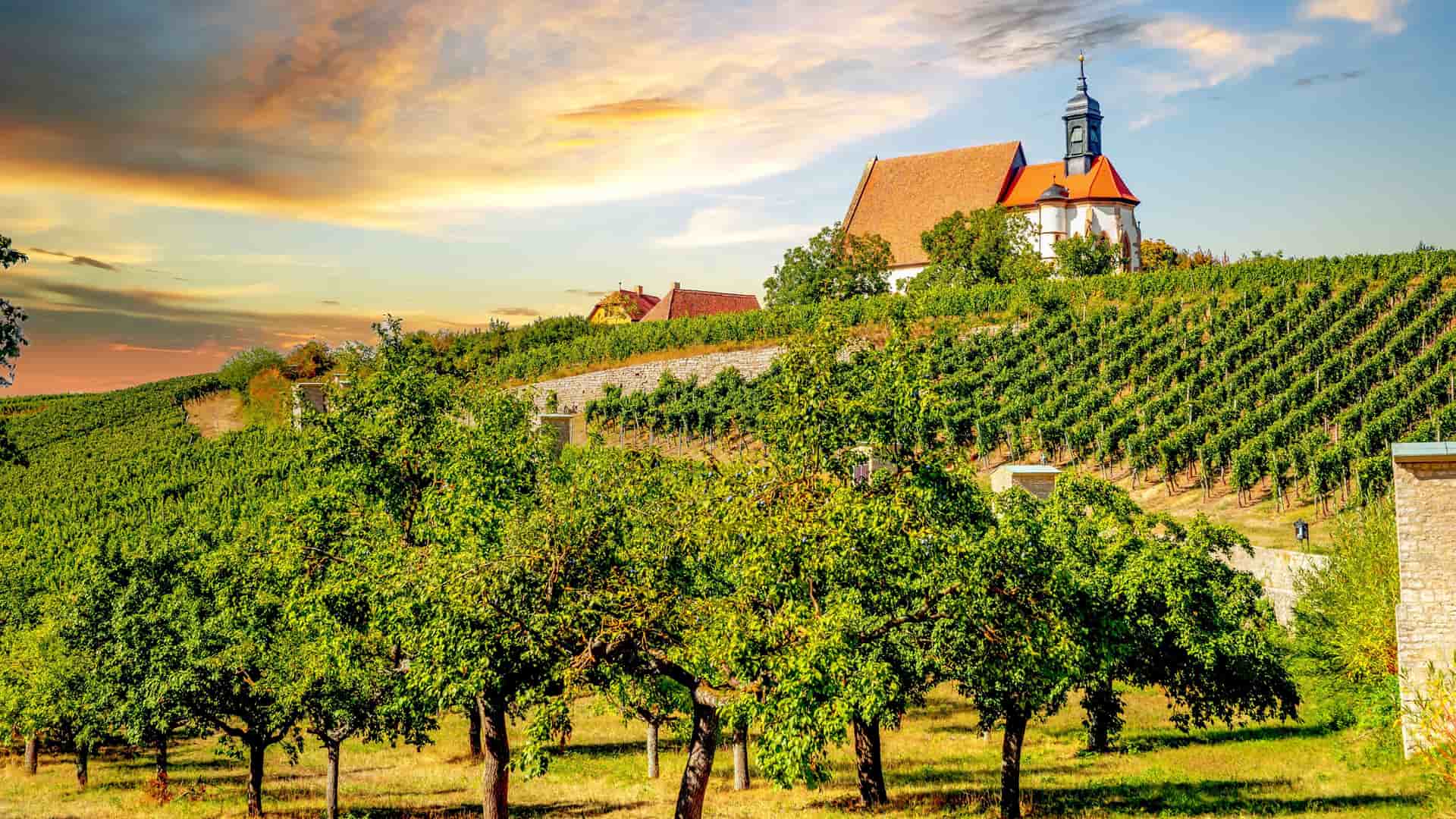 A tranquil landscape of the Maria im Weingarten pilgrimage church in Volkach, Germany, nestled among lush green vineyards and a field of fruit trees at sunset.