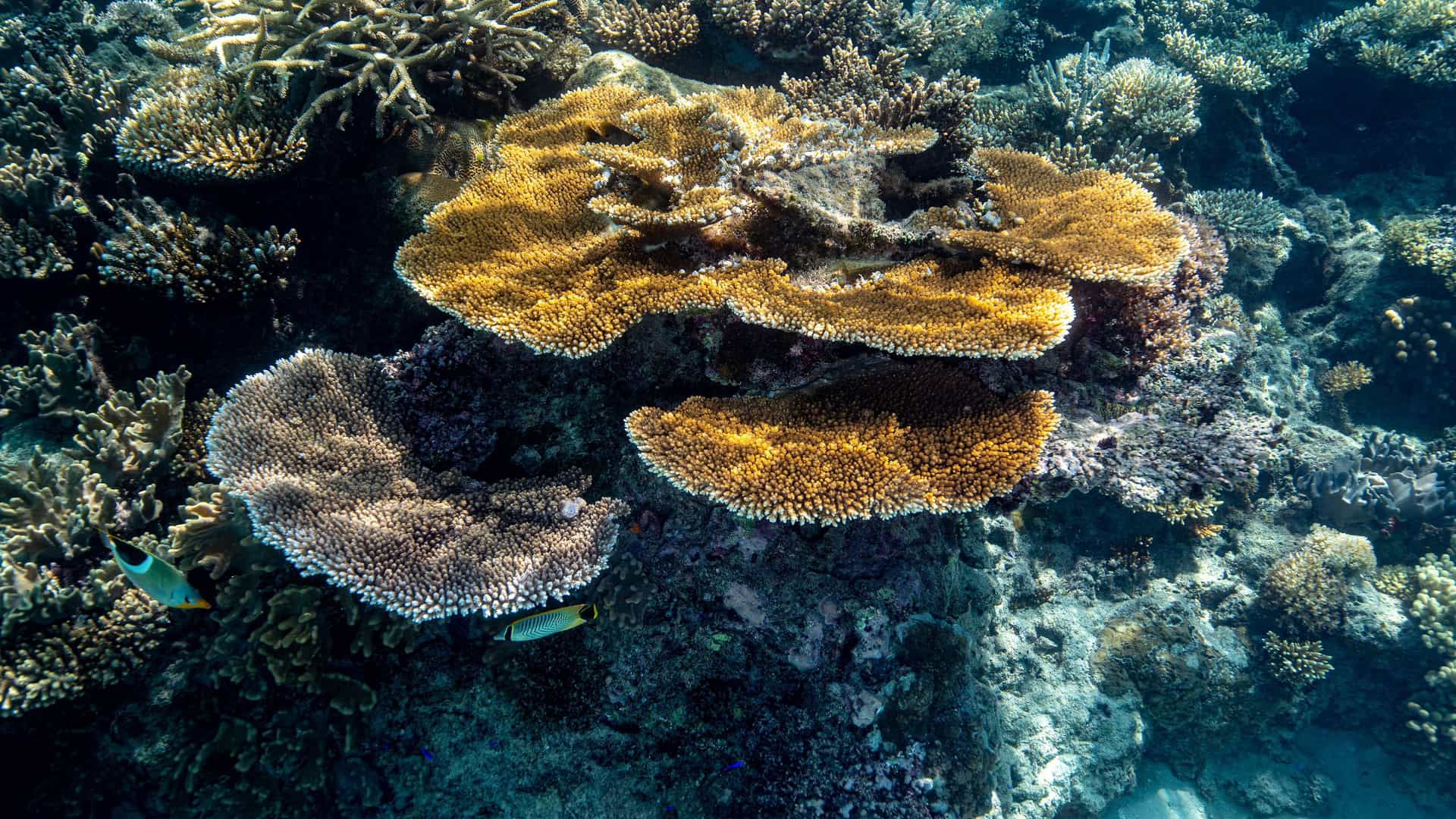 A vibrant underwater view of a healthy coral reef ecosystem near Vulaga Island in Fiji, showcasing diverse coral formations and small tropical fish.