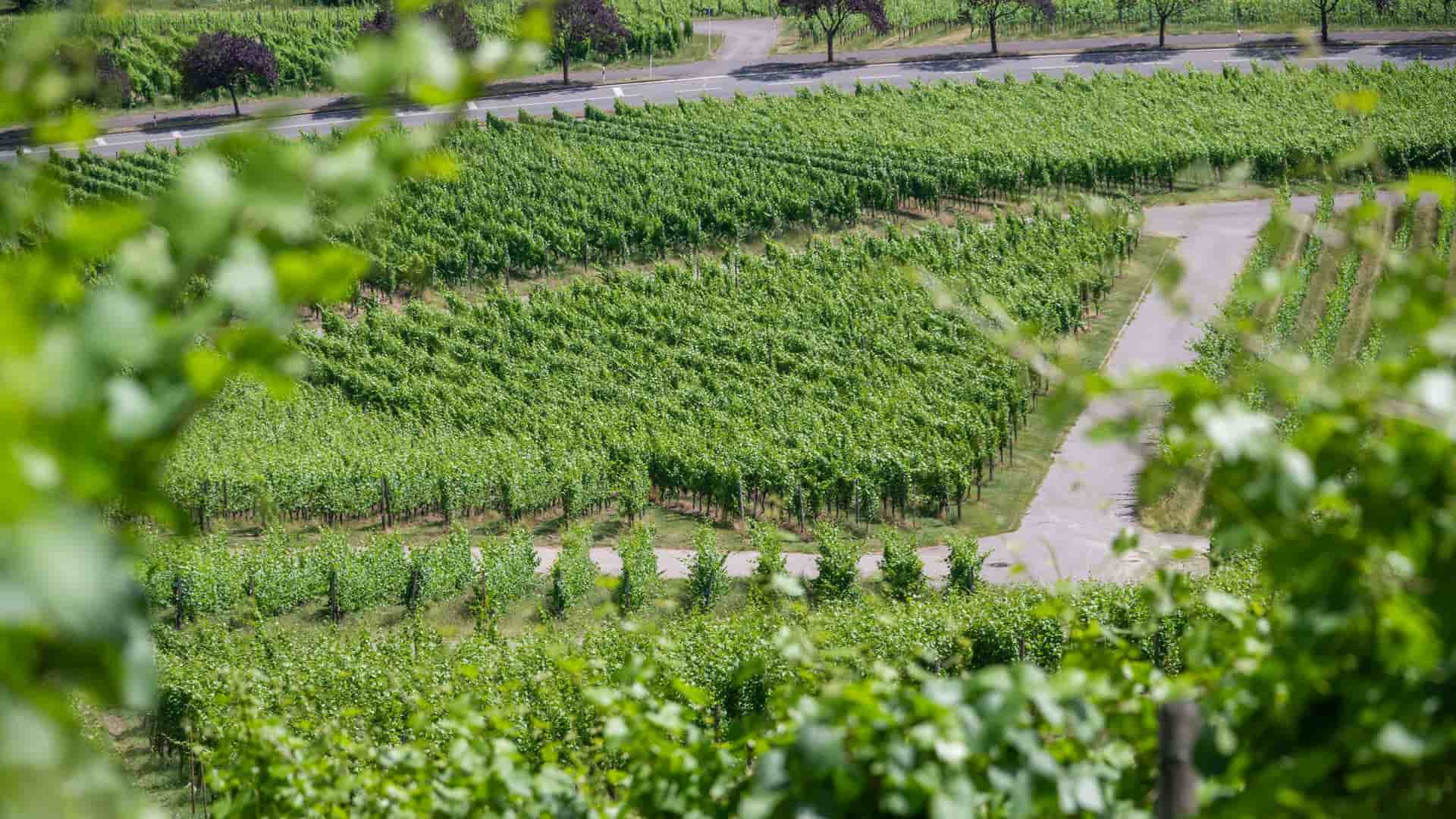 A lush aerial shot of the Moselle River Valley near Wasserbillig, Luxembourg, with neat rows of green grapevines stretching across the hillside and a roadway in the background.