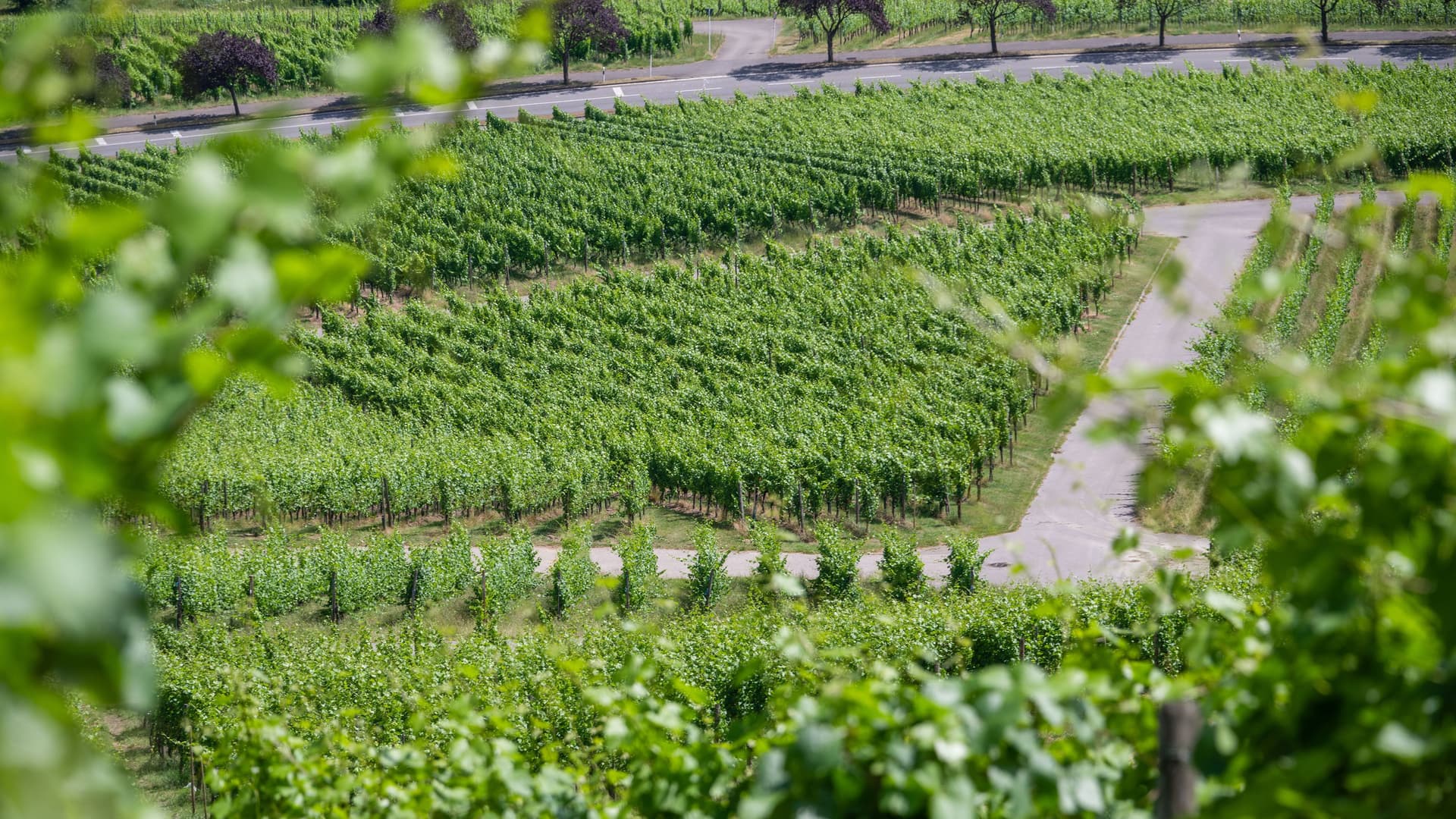 A lush aerial shot of the Moselle River Valley near Wasserbillig, Luxembourg, with neat rows of green grapevines stretching across the hillside and a roadway in the background.