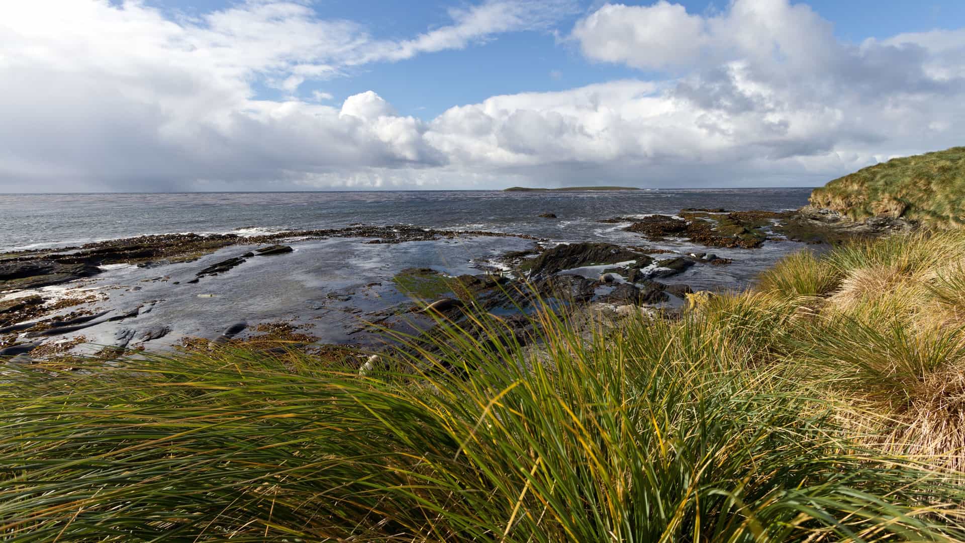 A rocky coastline on West Point Island in the Falkland Islands, with lush tussock grass in the foreground and a calm sea under a partly cloudy sky.