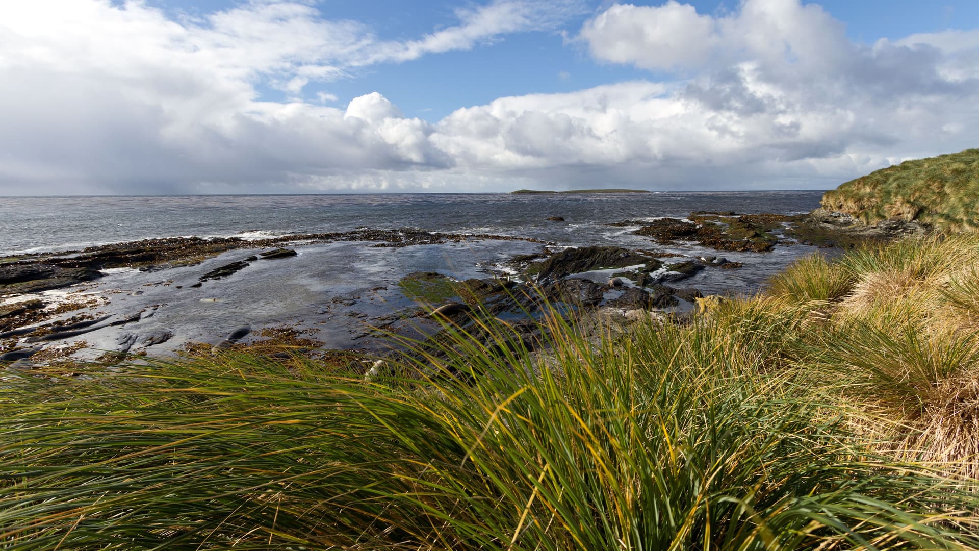 A rocky coastline on West Point Island in the Falkland Islands, with lush tussock grass in the foreground and a calm sea under a partly cloudy sky.