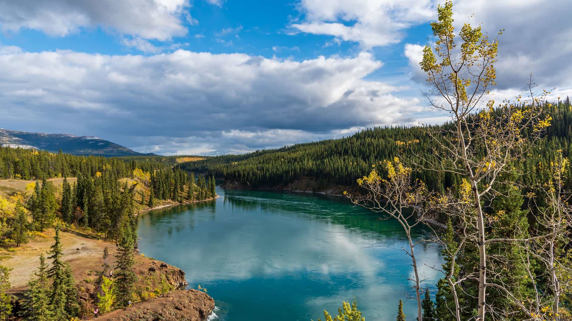A stunning view of the vibrant turquoise waters of the Yukon River, winding through a dense boreal forest with touches of yellow and orange autumn foliage near Whitehorse, Canada.
