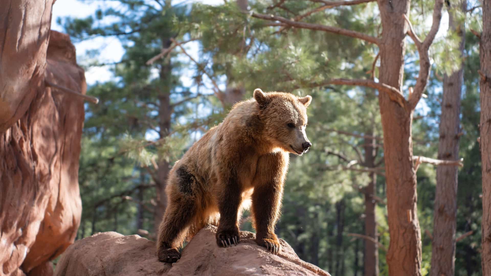 "A grizzly bear stands alert on a large rock in a natural forest setting, part of a wildlife park near Williams, Arizona. "