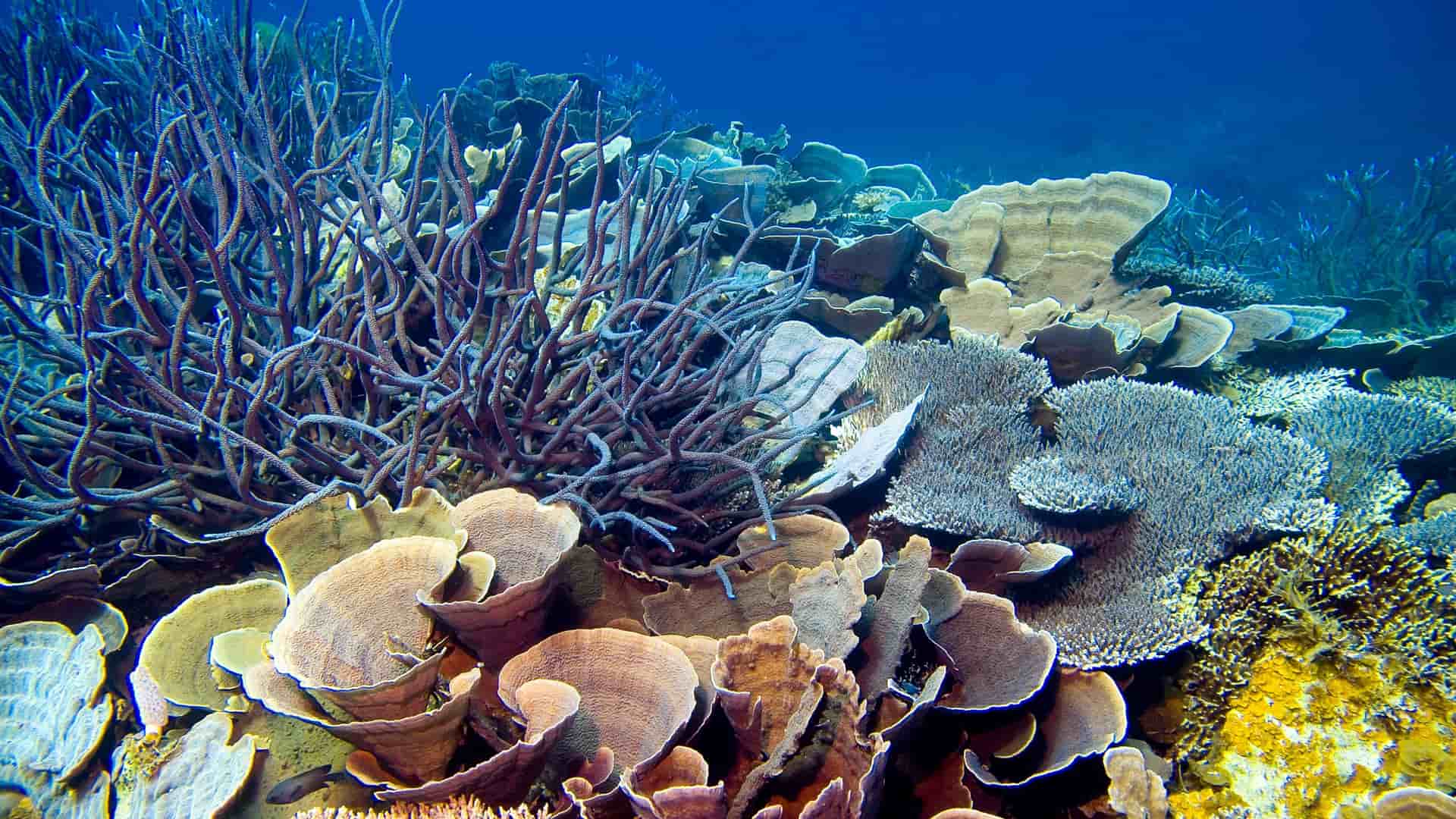 A stunning underwater shot of a vibrant coral reef, with a variety of colorful corals and marine life, a popular spot for divers near Willis Island.