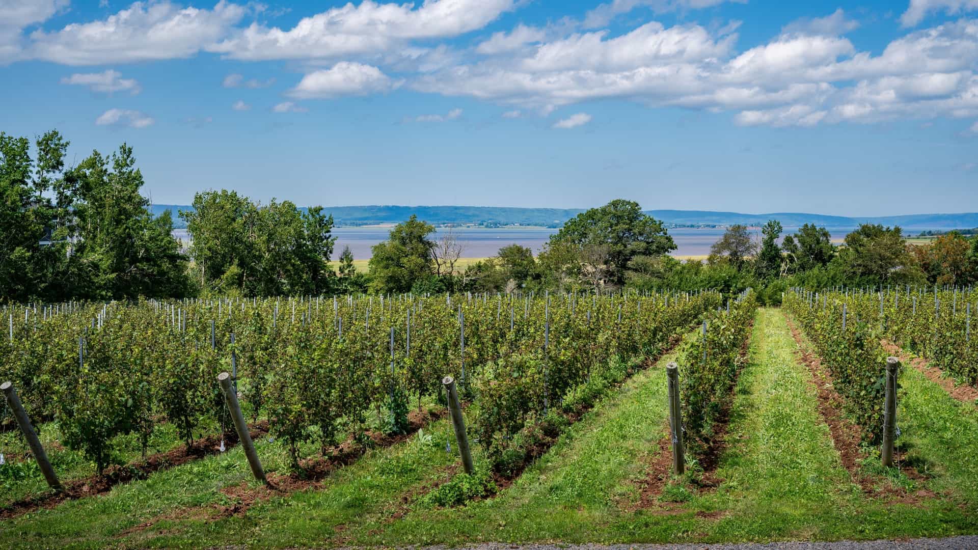 Rows of lush green grapevines on a hillside overlook the muddy, vast basin of water and distant forested hills under a blue sky.