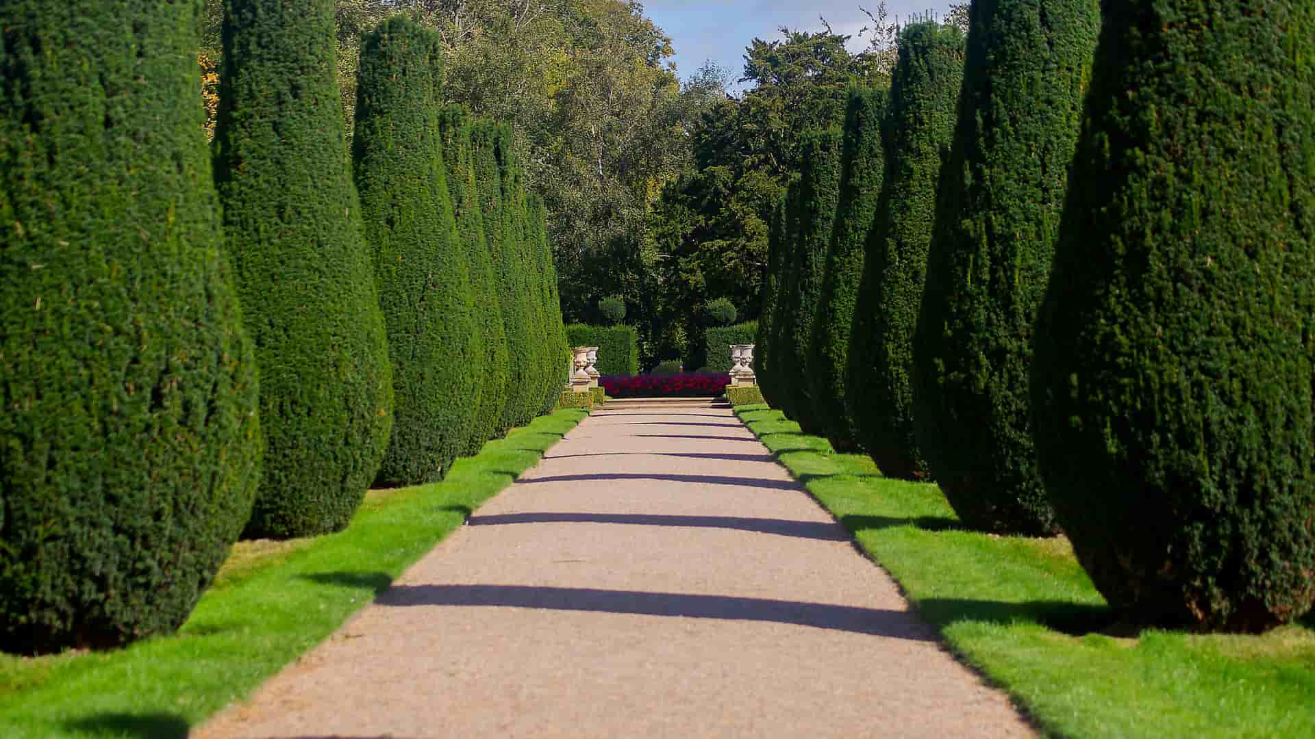 "A serene garden pathway lined with perfectly trimmed topiary trees and a row of purple flowers, at the historic Erddig Hall near Wrexham, Wales."