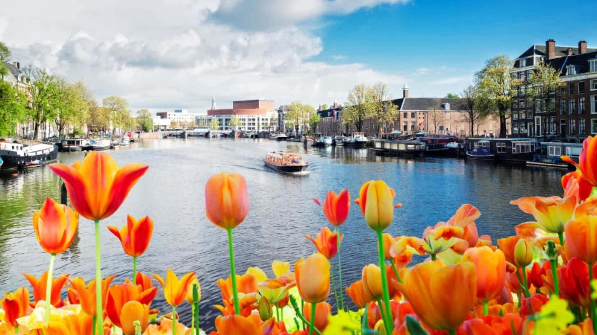 A vibrant springtime view of a canal in Amsterdam, Netherlands, with a profusion of bright orange and yellow tulips in the foreground. A small tourist boat navigates the canal, which is lined with historic Dutch houses and trees. The sky is bright blue with scattered clouds. The image captures the iconic scenery of a city connected to the Rhine River's delta region.