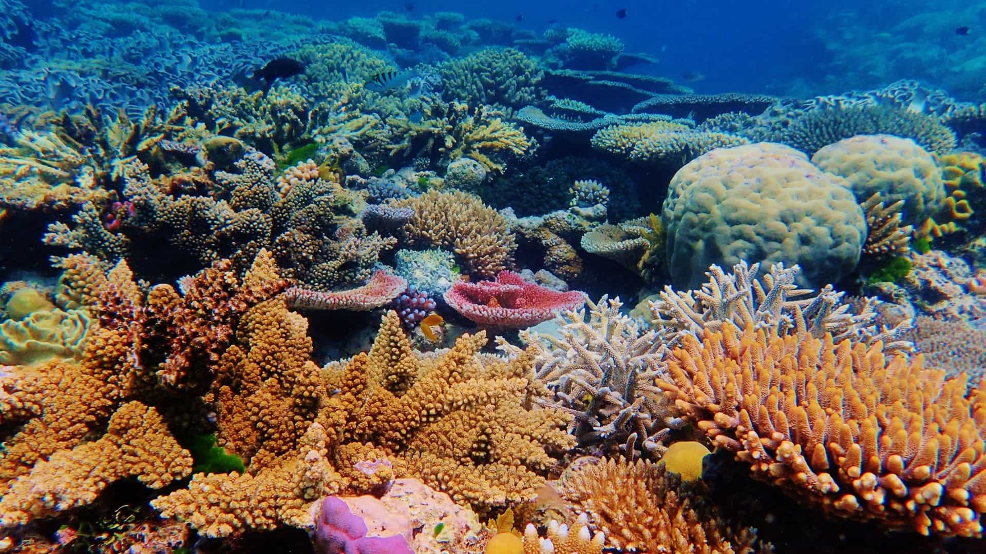 A vibrant underwater photograph of Ribbon Reef in the northern regions of the Great Barrier Reef in Australia, showing a variety of colorful hard and soft corals and marine life.