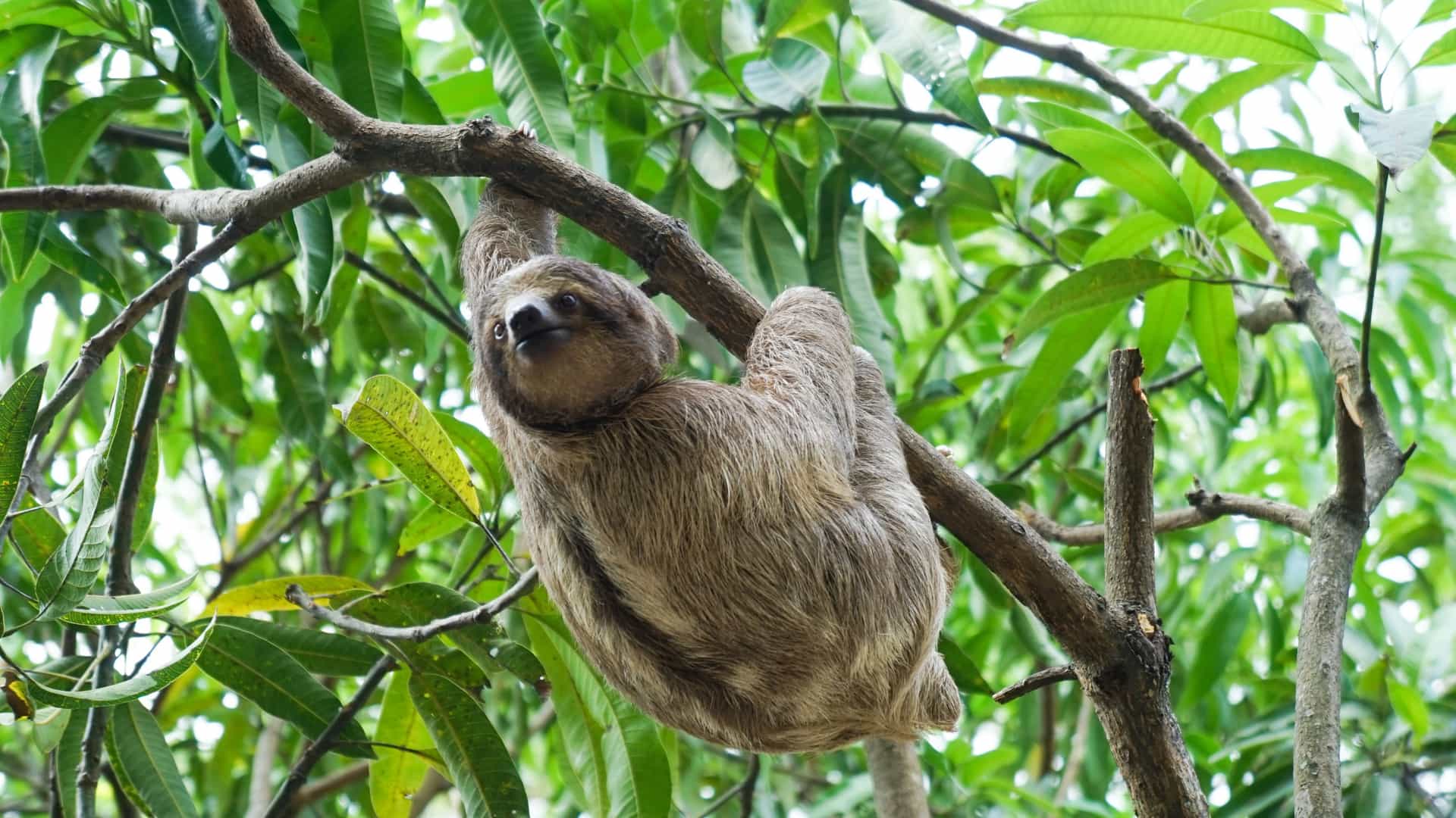 A three-toed sloth hangs from a tree branch in Costa Rica, a fascinating wildlife encounter on a Royal Caribbean cruise to Central America.