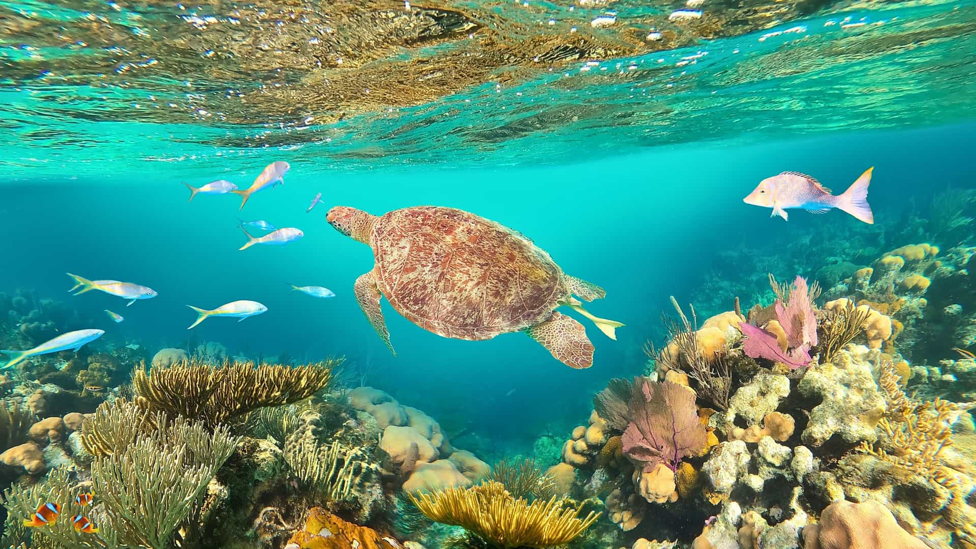 A sea turtle swims gracefully above a vibrant coral reef in the clear turquoise waters of the Eastern Caribbean, a popular snorkeling adventure offered on Royal Caribbean cruises.
