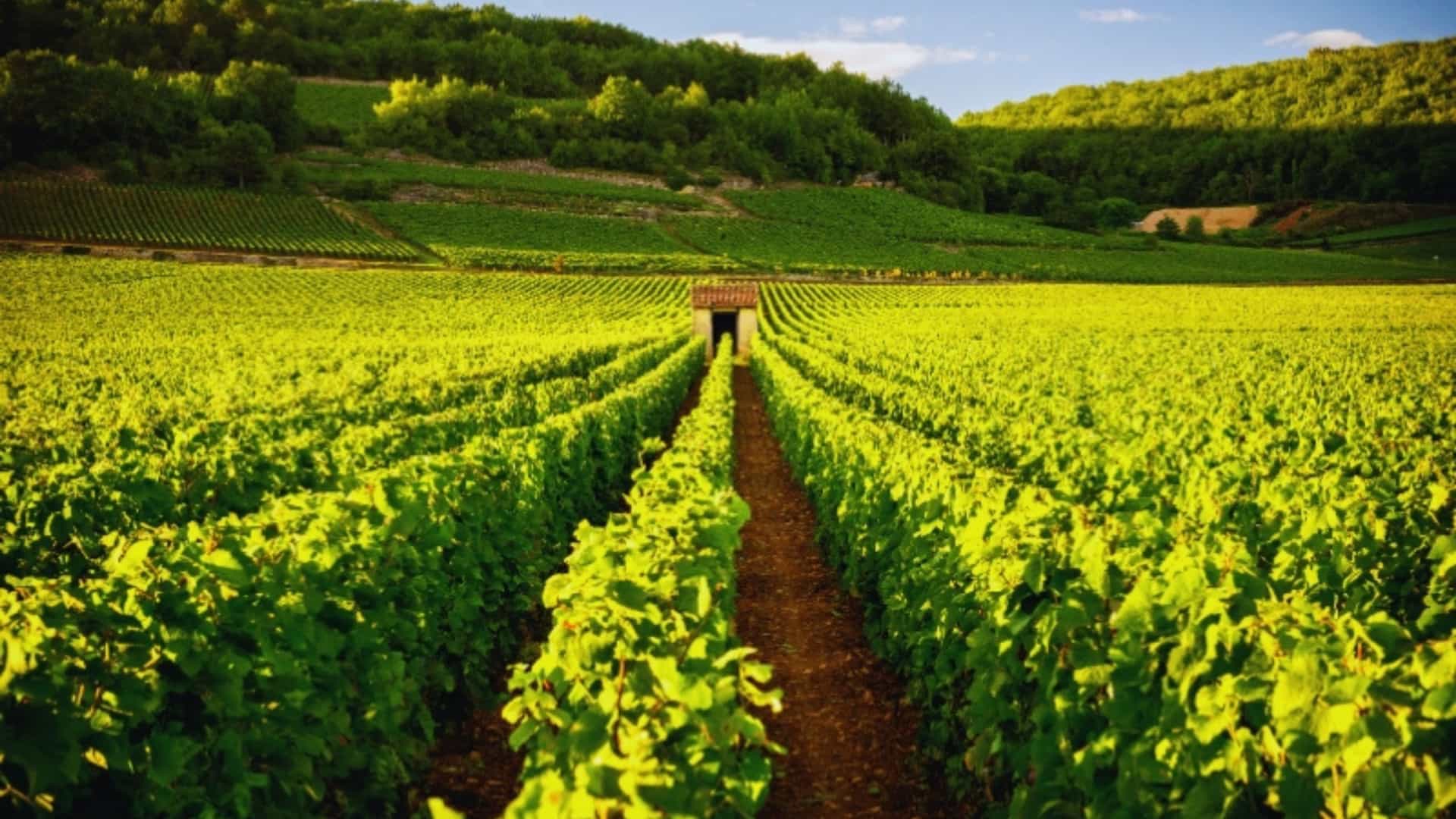 A beautiful landscape photograph of expansive vineyards in Burgundy, France, a region known for its wine and close to the Saône River. The rows of green grapevines are perfectly aligned, leading up a gentle slope towards a small stone building in the distance. The sun illuminates the green leaves, and the background features rolling, forested hills and a blue sky with some clouds. The image captures the natural beauty and agricultural significance of this region.