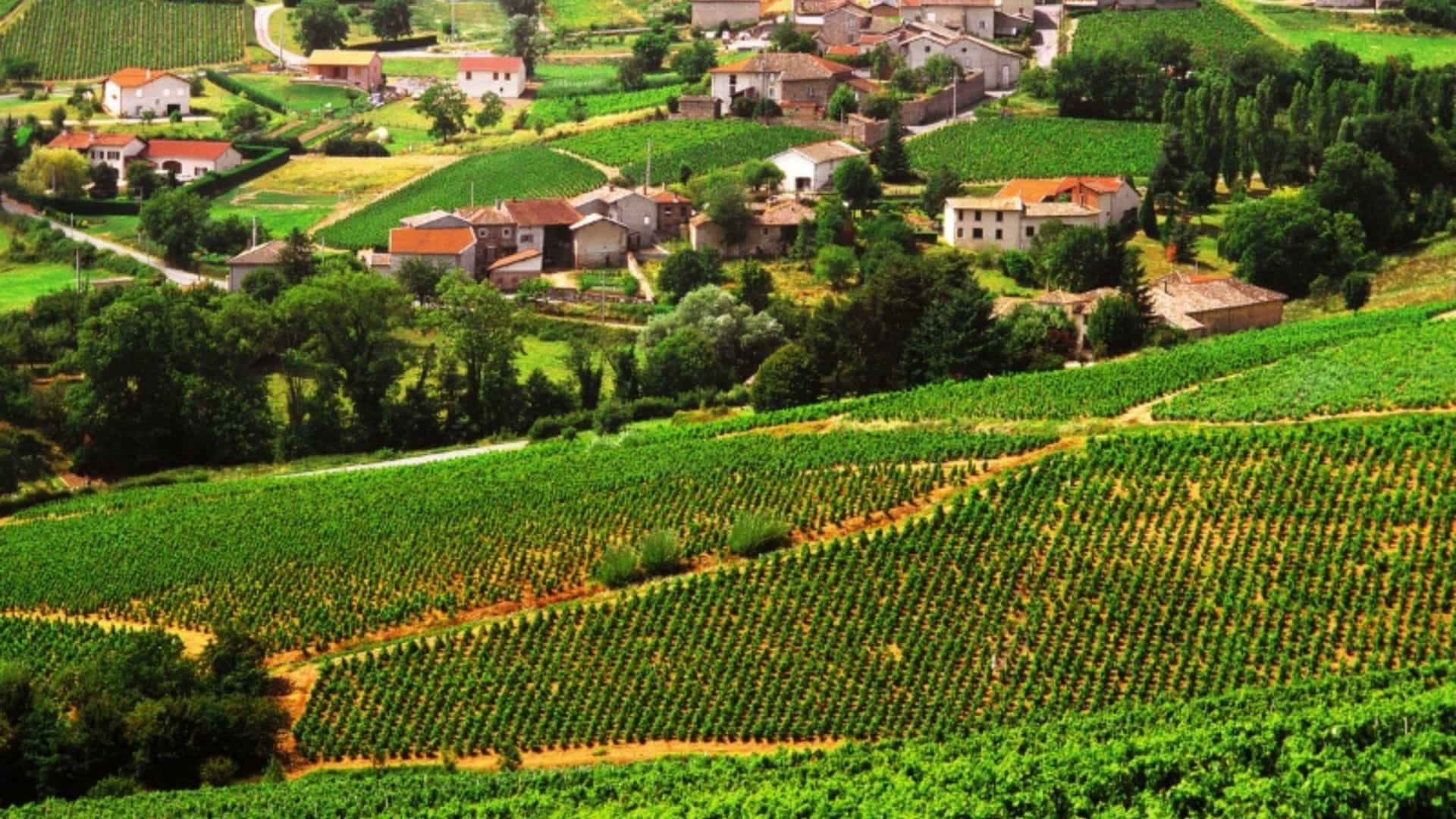 An elevated view of a small village in the Beaujolais wine region of France. The village is surrounded by rolling hills covered in lush green vineyards, with rows of vines curving with the landscape. The image captures the serene, pastoral scenery of the wine-producing region near the Saône River.