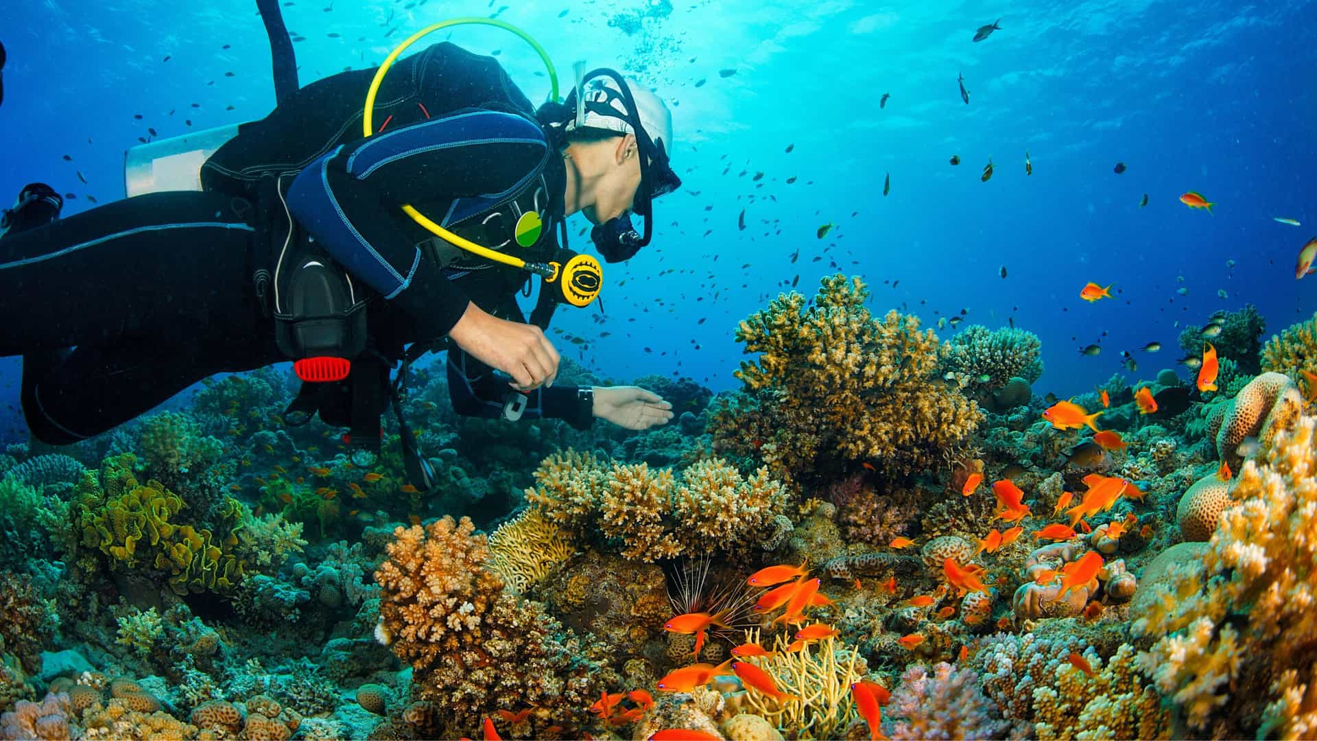 One scuba driver underwater surrounded by brightly colored fish and coral.