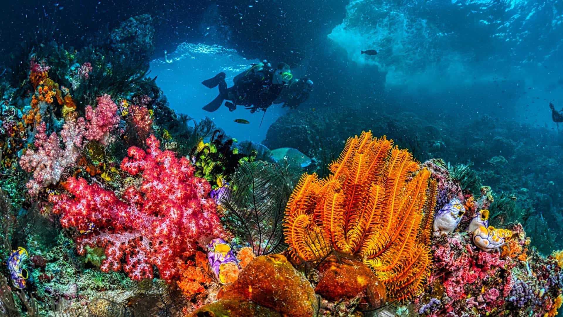Bright pink and orange coral with two scuba divers in the background.