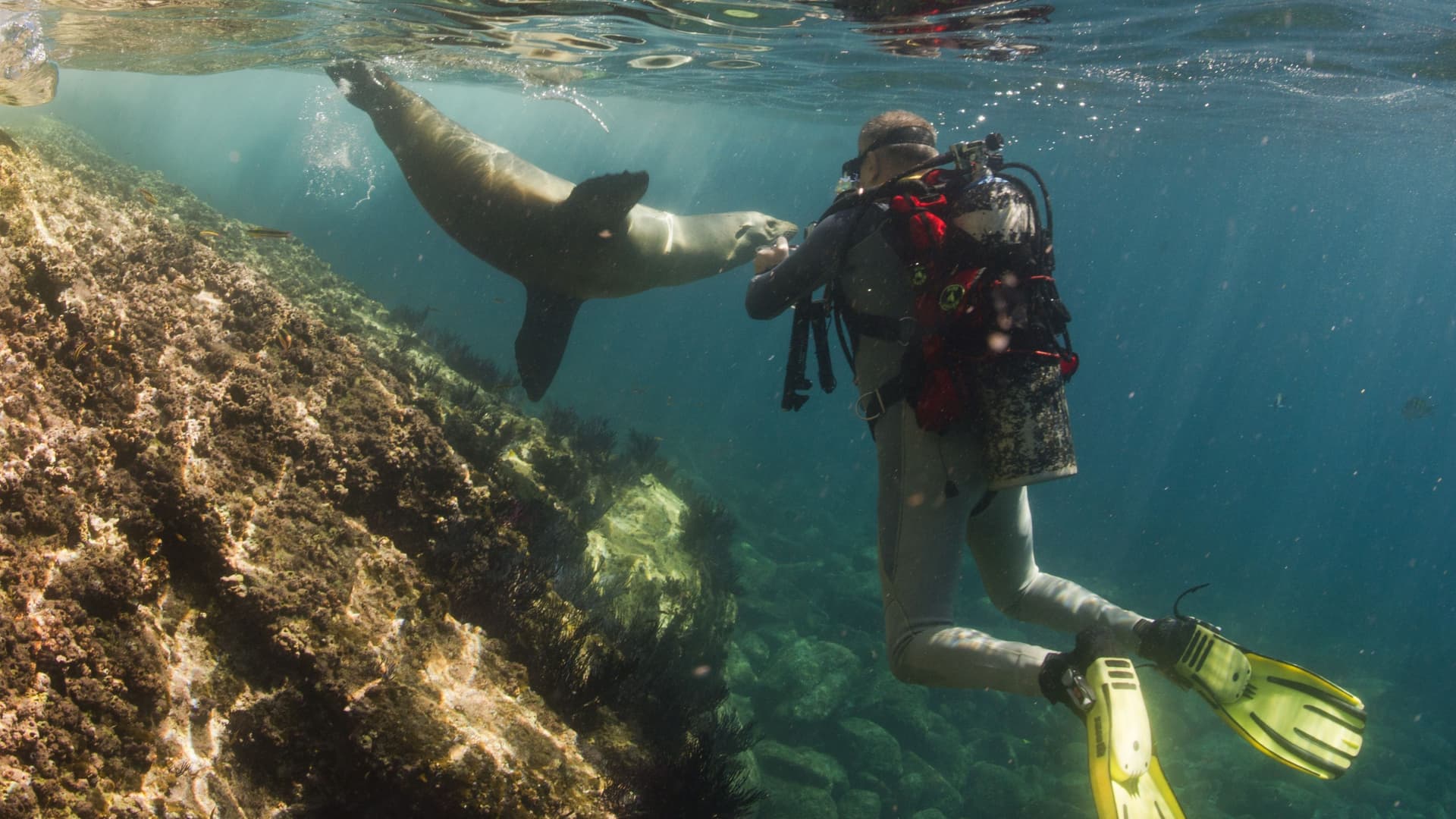 A Sea lion and scuba diver encounter each other below the ocean surface surrounded by coral.