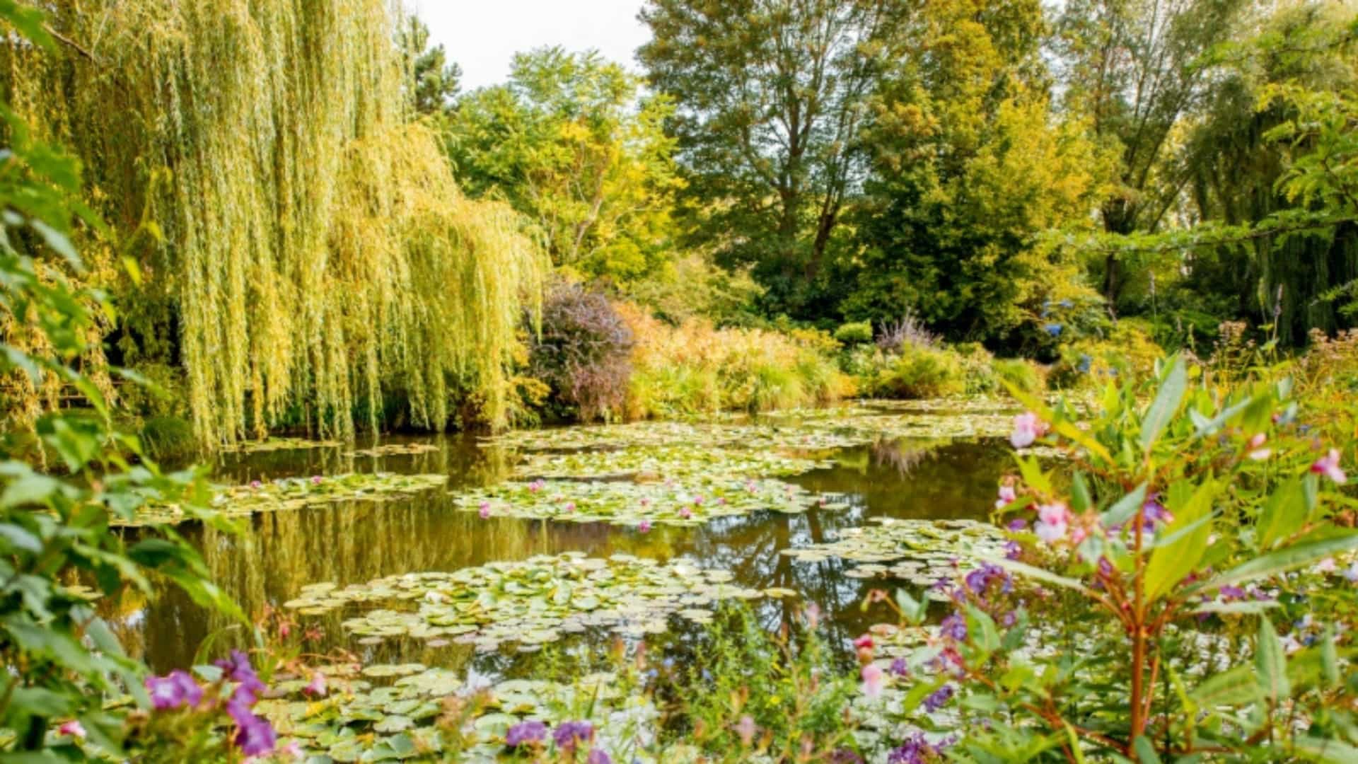 A beautiful and colorful view of the water garden at Claude Monet's home in Giverny, France. The central focus is a calm pond covered in a dense carpet of green water lilies. The pond's edges are bordered by lush foliage, including vibrant purple and pink flowers, and a weeping willow tree with long, drooping branches. The entire scene, with its rich colors and reflections on the water, perfectly captures the inspiration for Monet's famous 'Water Lilies' paintings.