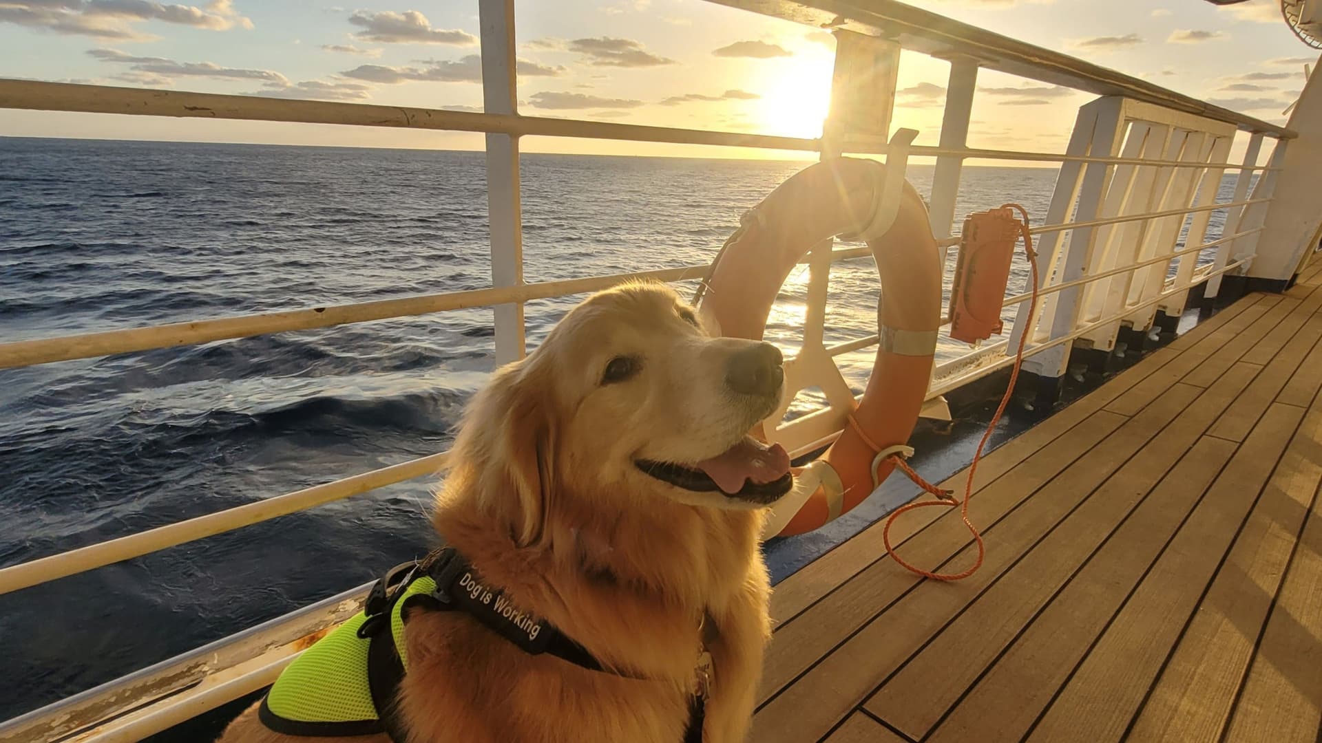 A service dog in his working vest smiling on a cruise ship deck at sunset.